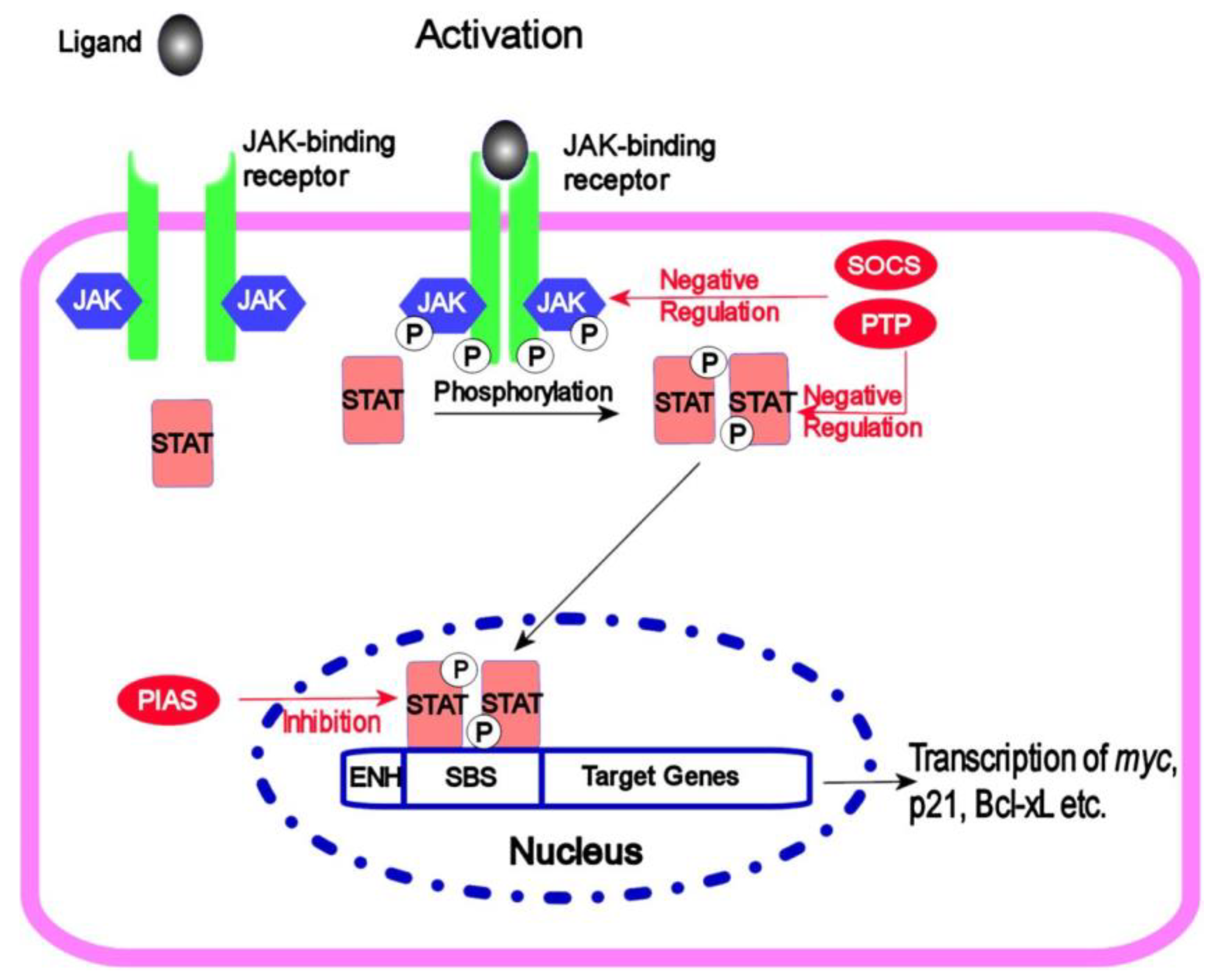 Ijms 24 07030 g006 Ijms 24 07030 g006