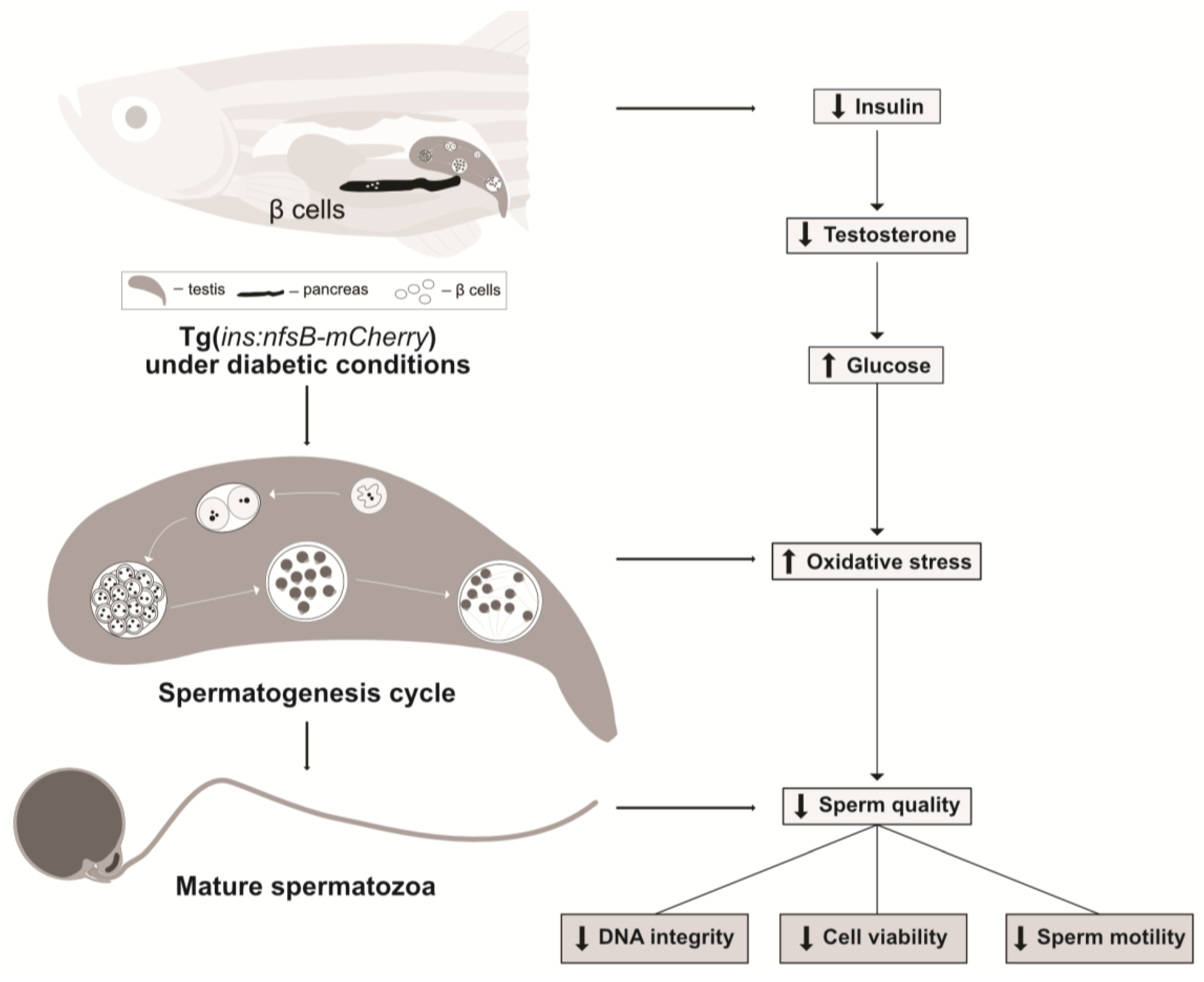 Ijms 24 07035 g006 Ijms 24 07035 g006