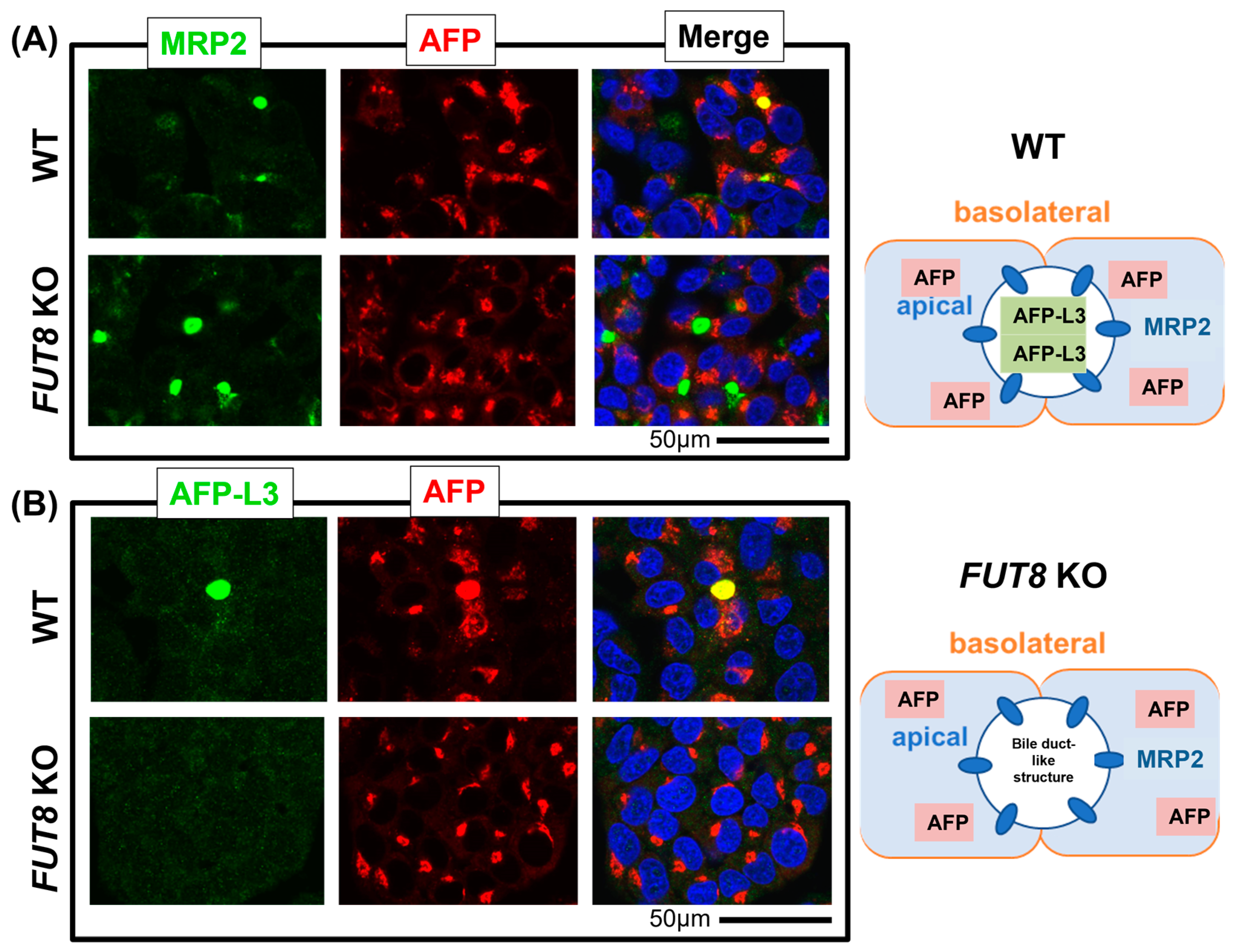 Ijms 24 07037 g001 Ijms 24 07037 g001
