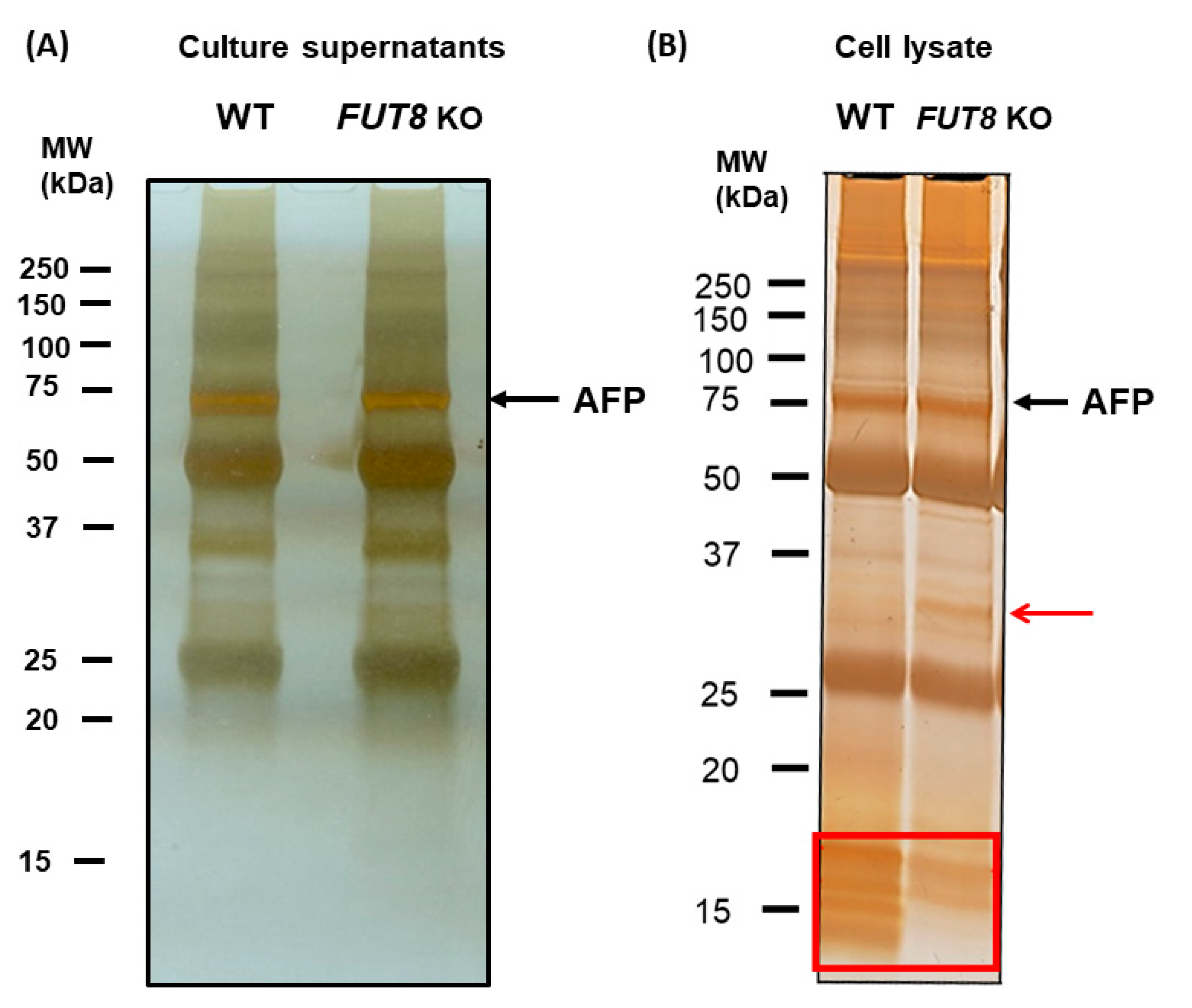 Ijms 24 07037 g002 Ijms 24 07037 g002