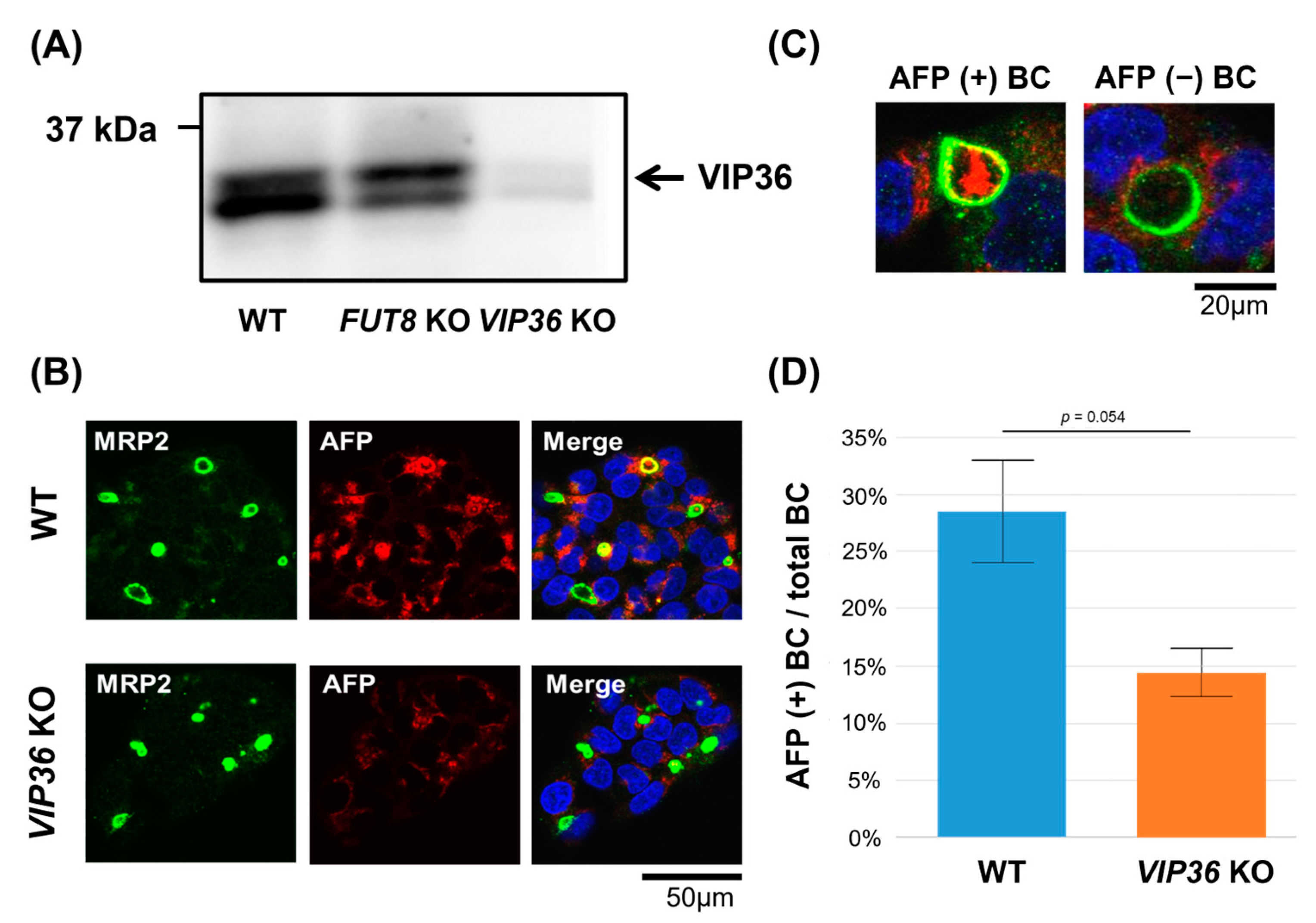 Ijms 24 07037 g004 Ijms 24 07037 g004