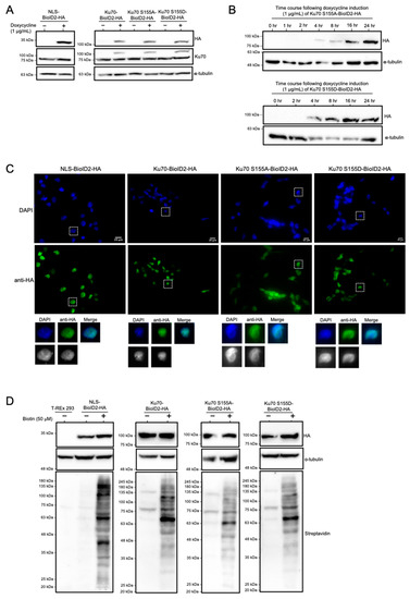 Analysis of Ku70 S155 Phospho-Specific BioID2 Interactome Identifies Ku ...