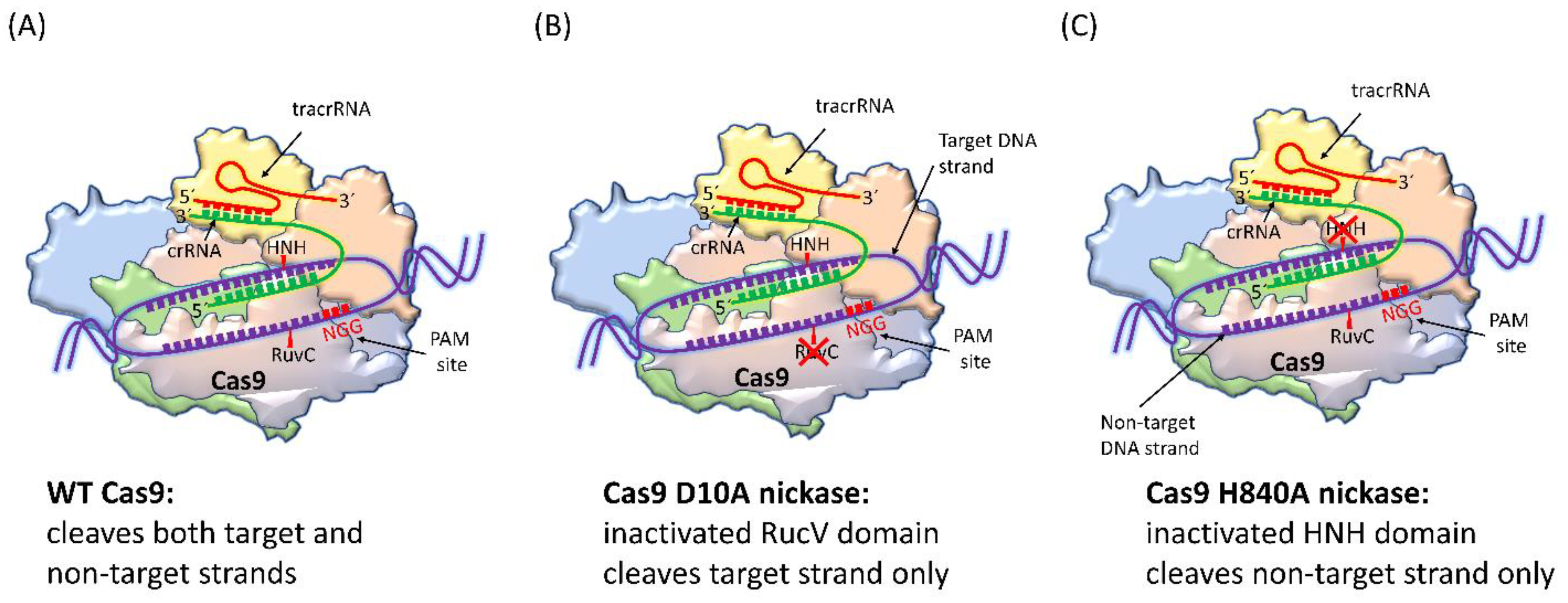 Ijms 24 07052 g003 Ijms 24 07052 g003