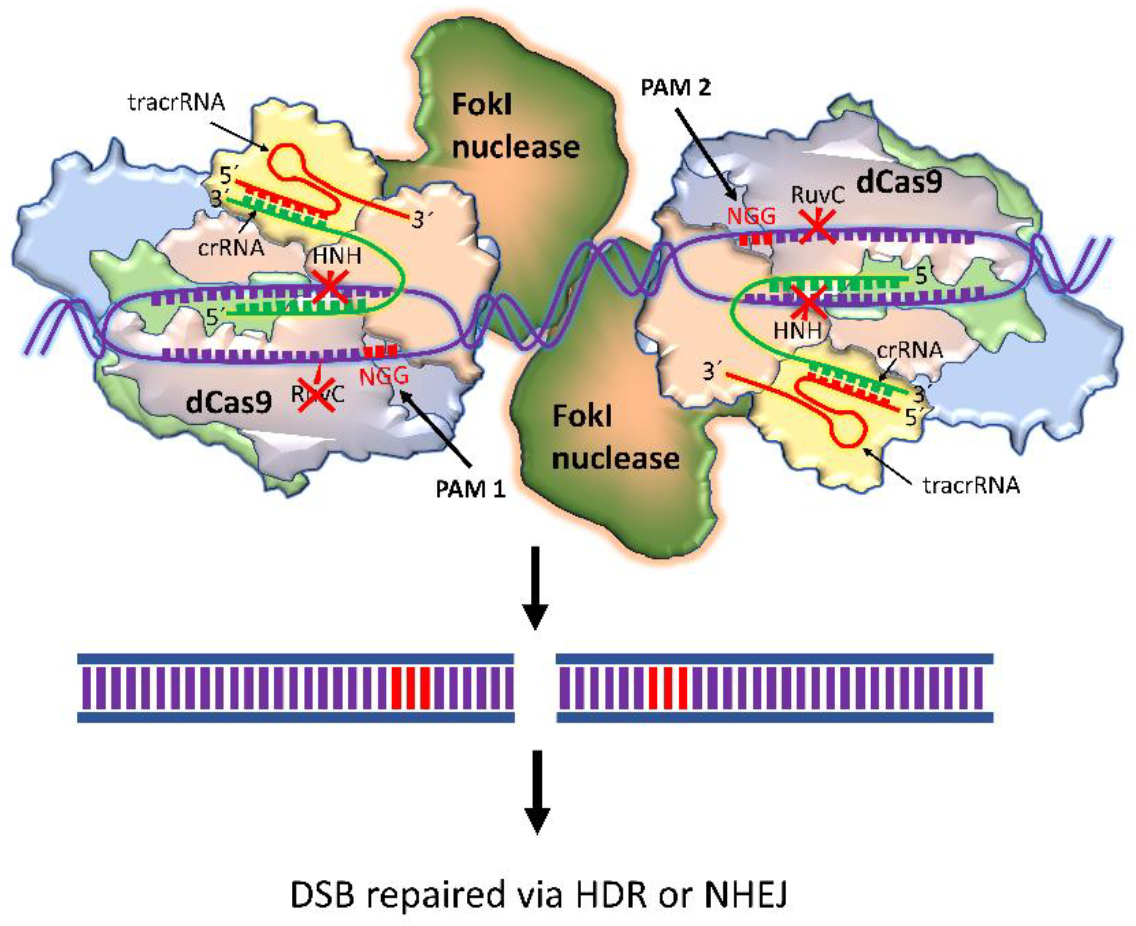Ijms 24 07052 g004 Ijms 24 07052 g004