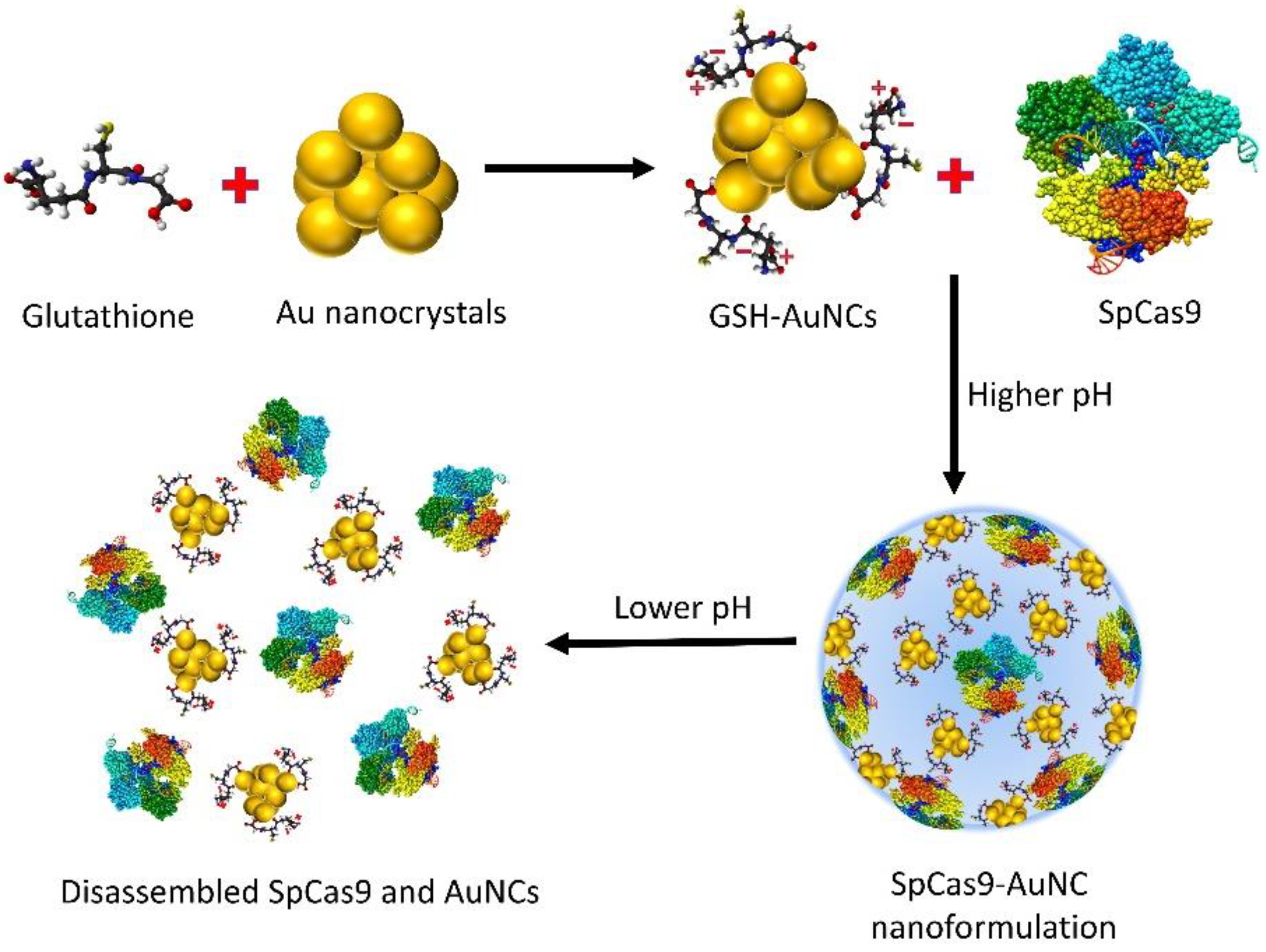 Ijms 24 07052 g007 Ijms 24 07052 g007