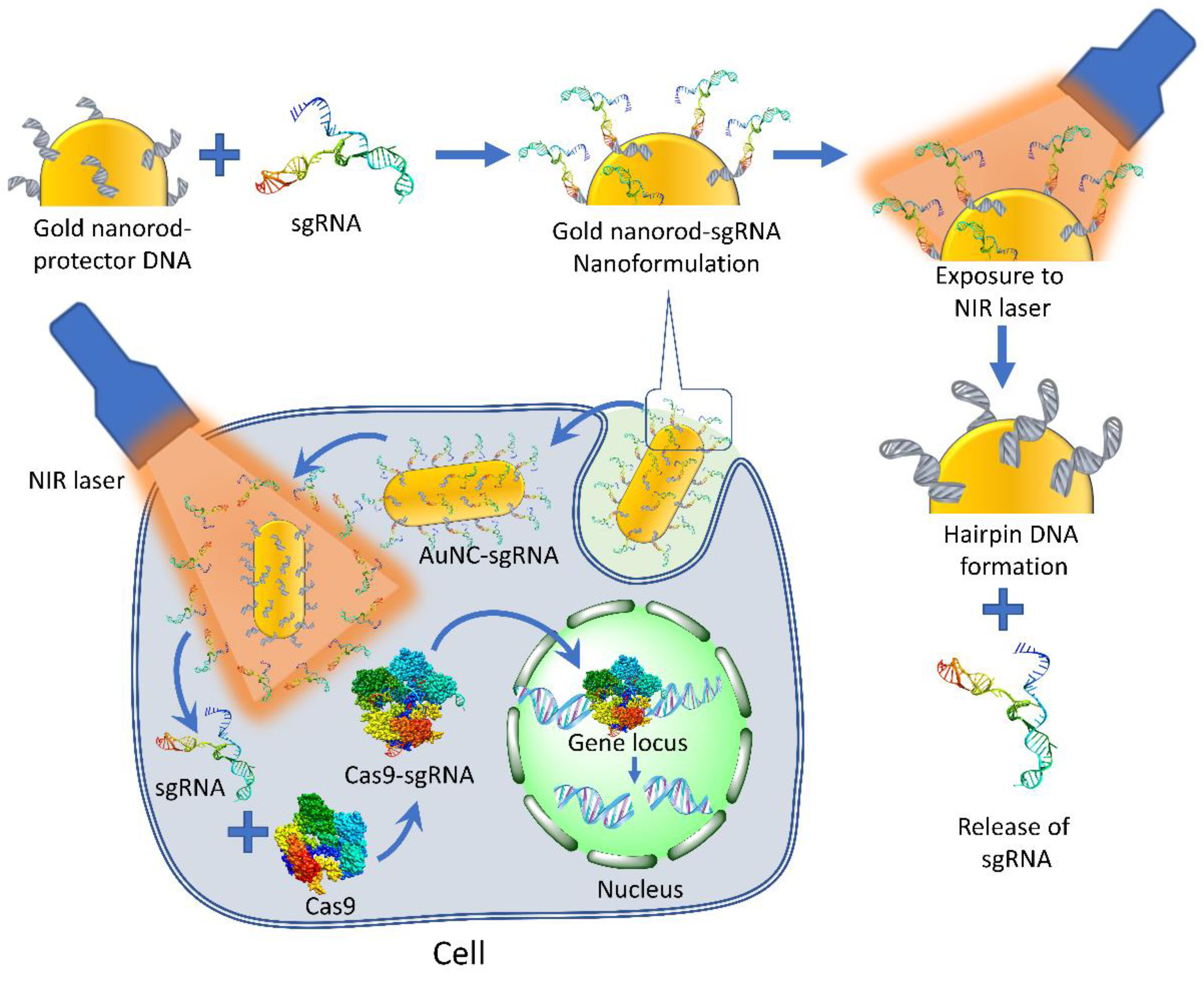Ijms 24 07052 g010 Ijms 24 07052 g010
