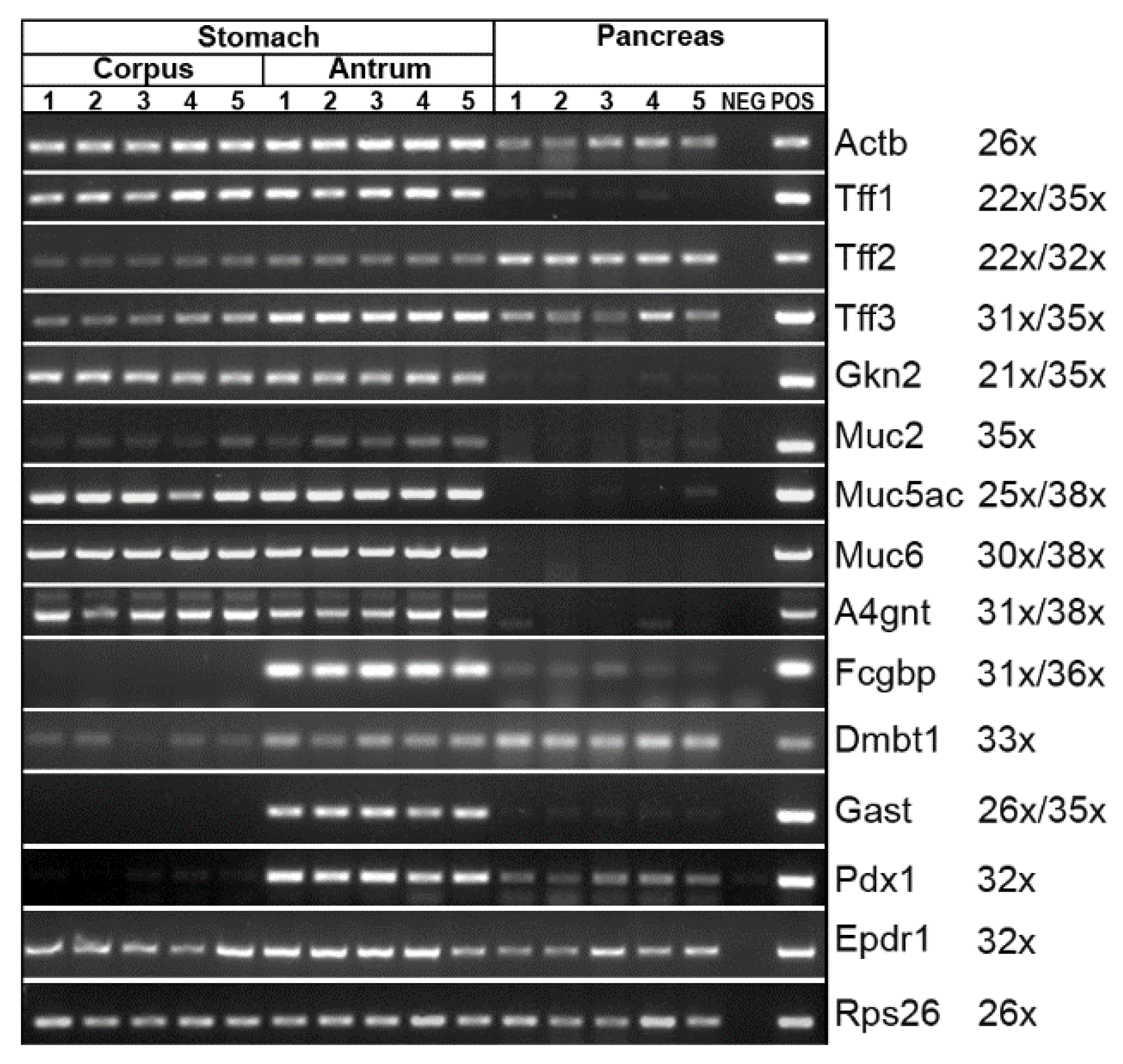 Ijms 24 07059 g007 Ijms 24 07059 g007