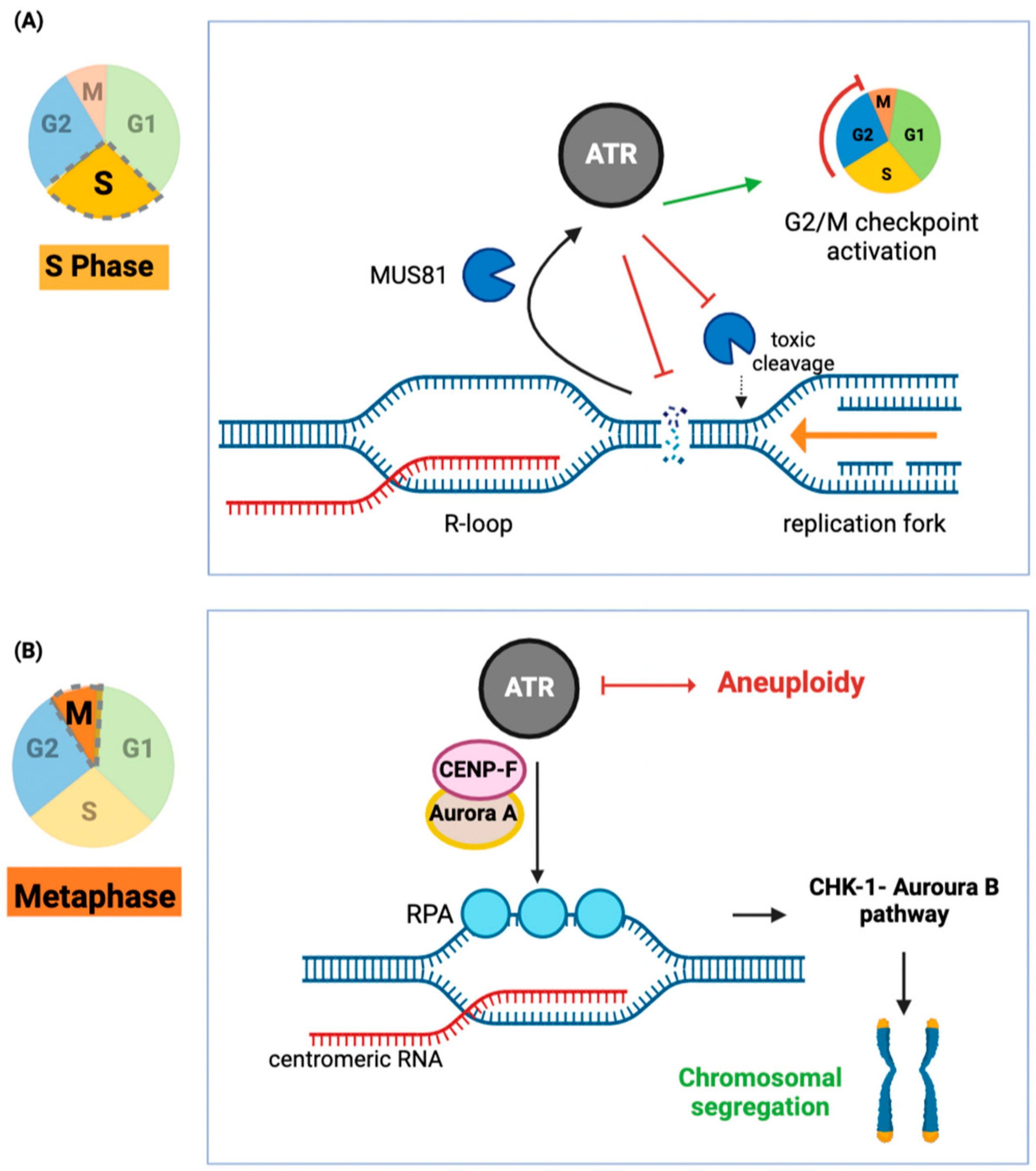IJMS Free FullText RLoops and RLoopBinding Proteins in Cancer