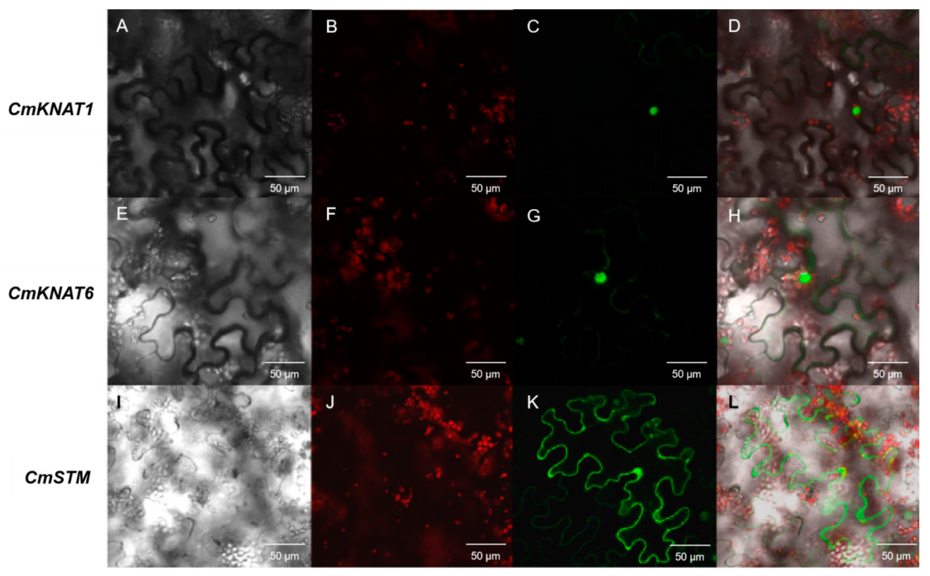 Ijms 24 07081 g004 Ijms 24 07081 g004