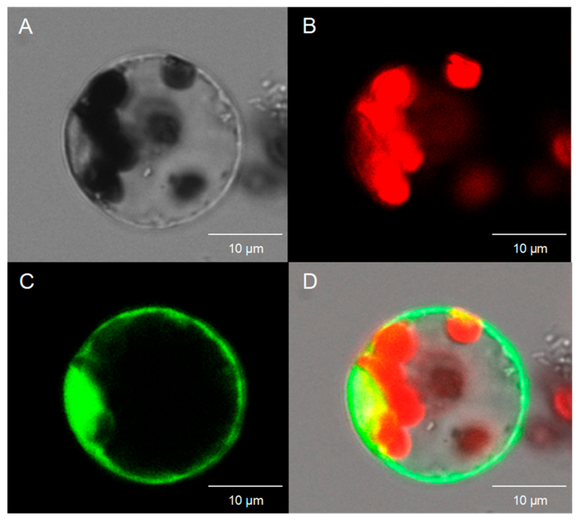 Ijms 24 07081 g005 Ijms 24 07081 g005