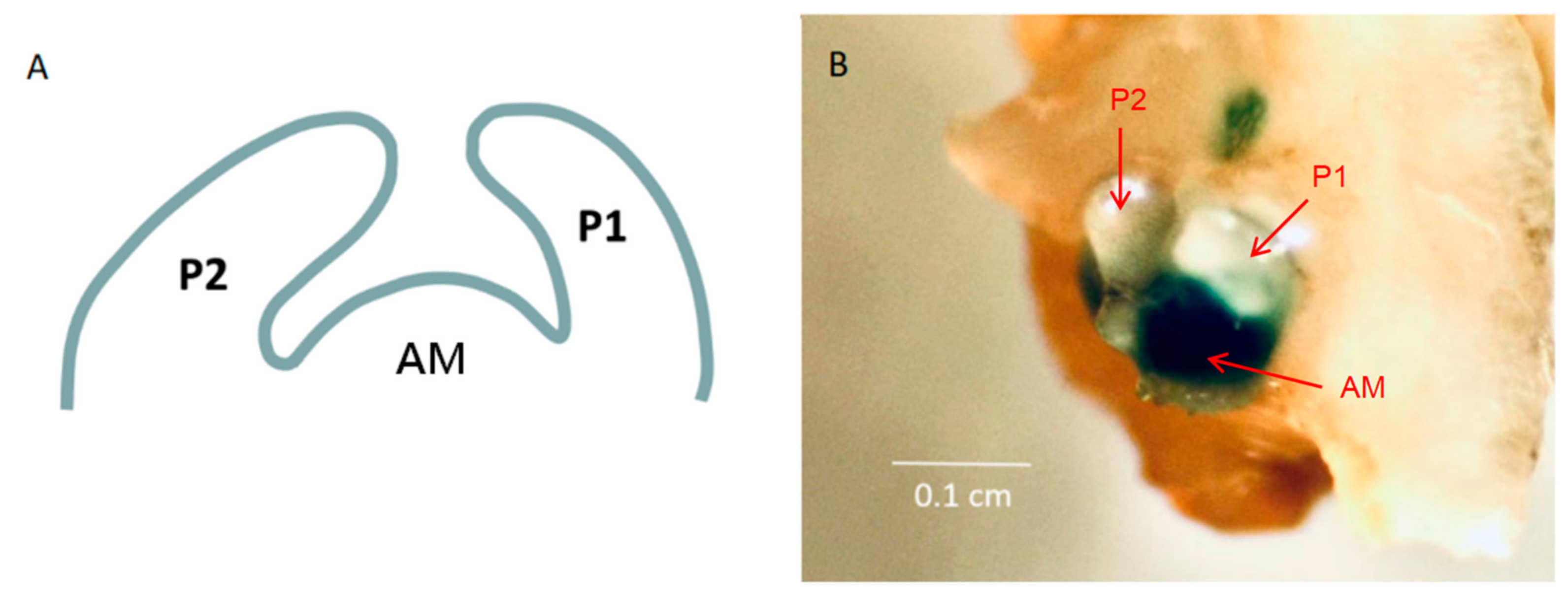 Ijms 24 07081 g007 Ijms 24 07081 g007
