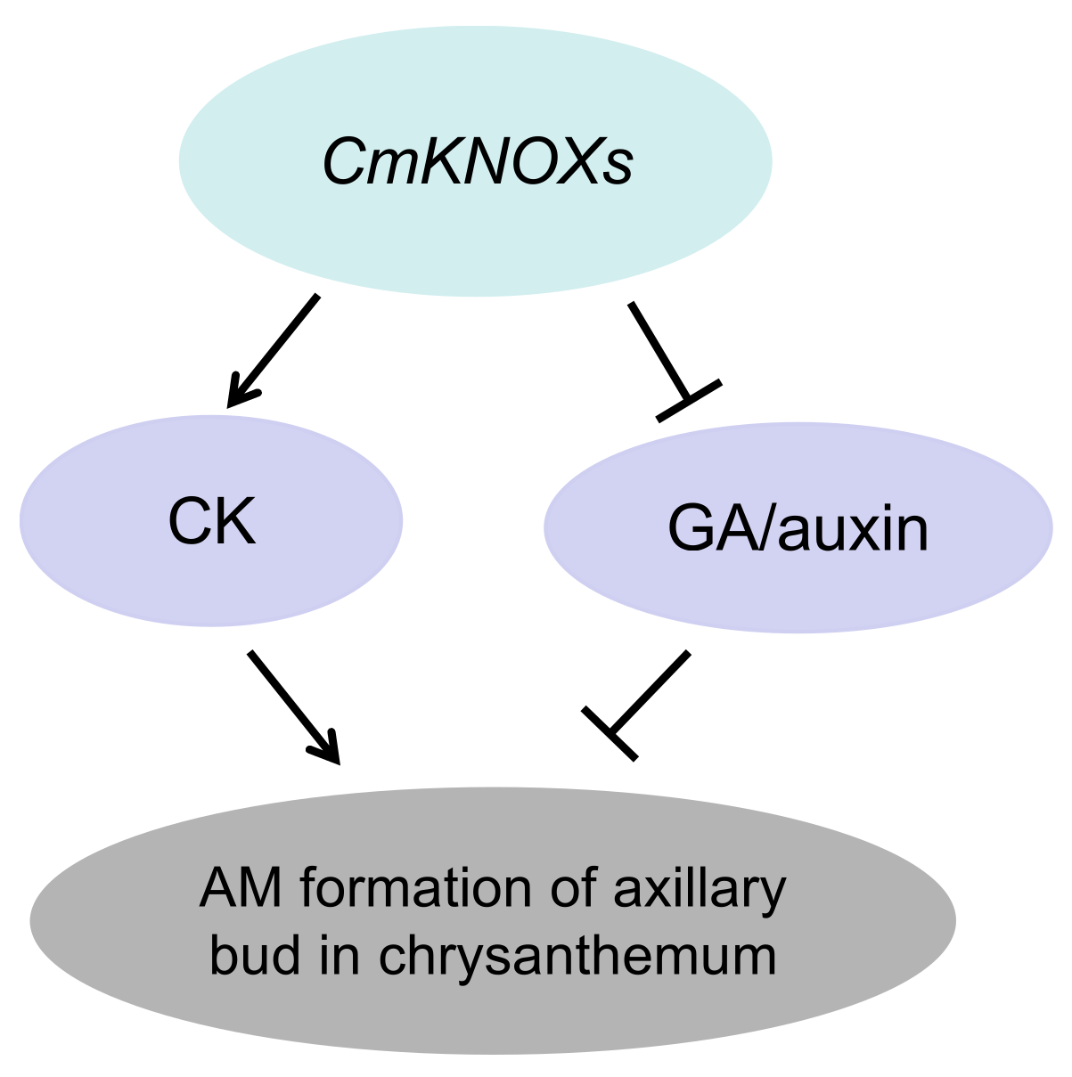 Ijms 24 07081 g012 Ijms 24 07081 g012