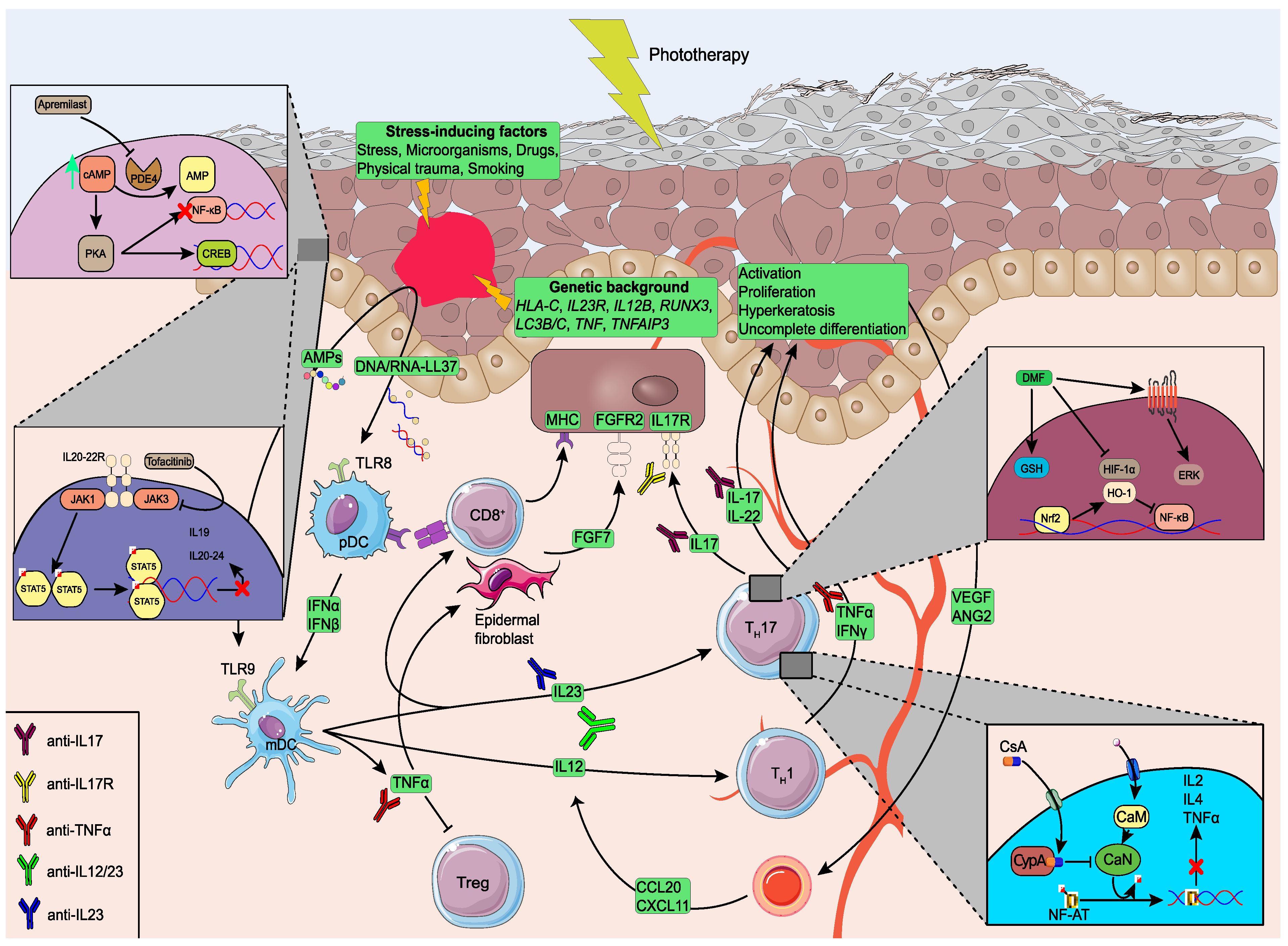 Ijms 24 07090 g001 Ijms 24 07090 g001