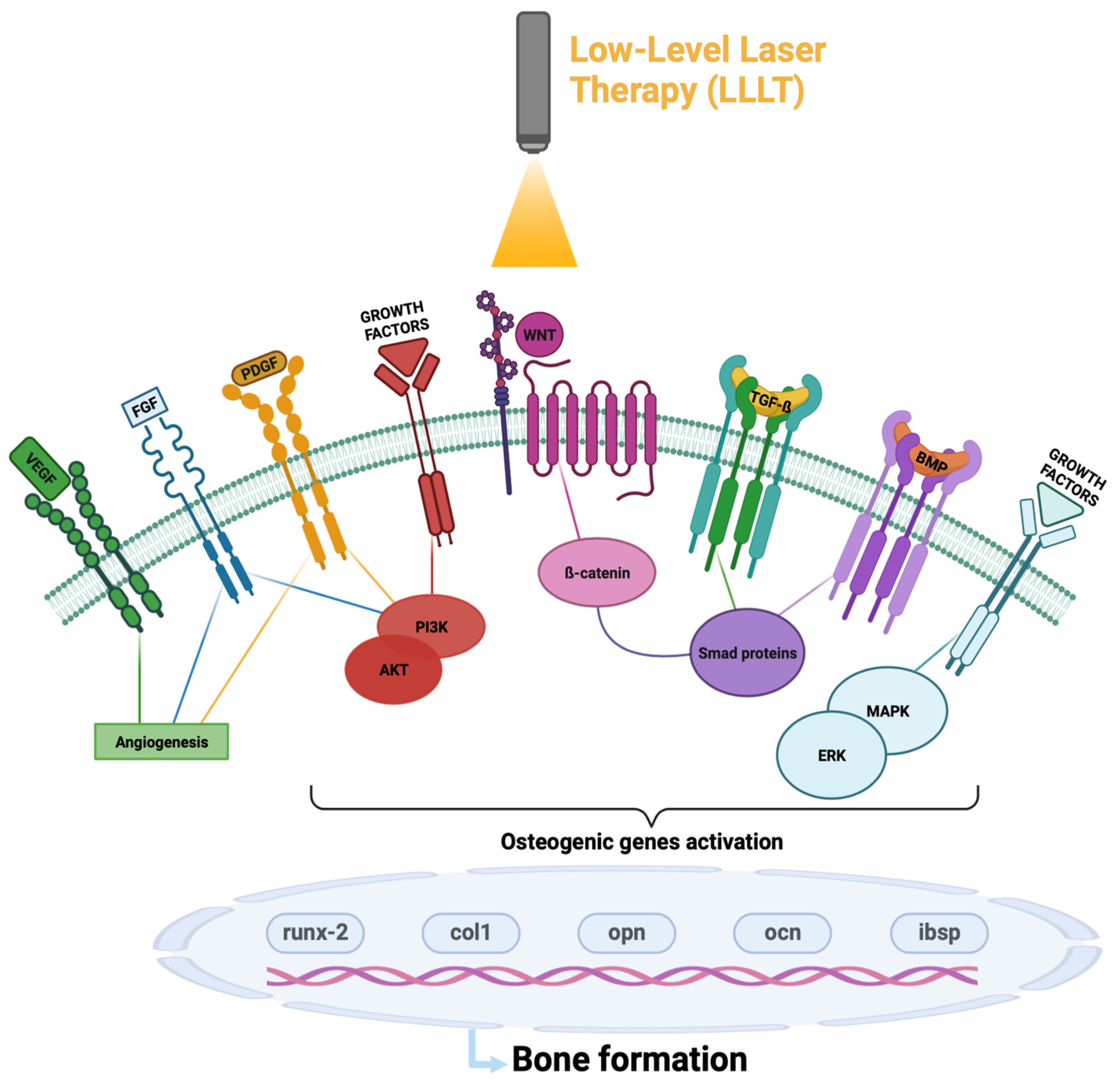 Ijms 24 07094 g002 Ijms 24 07094 g002