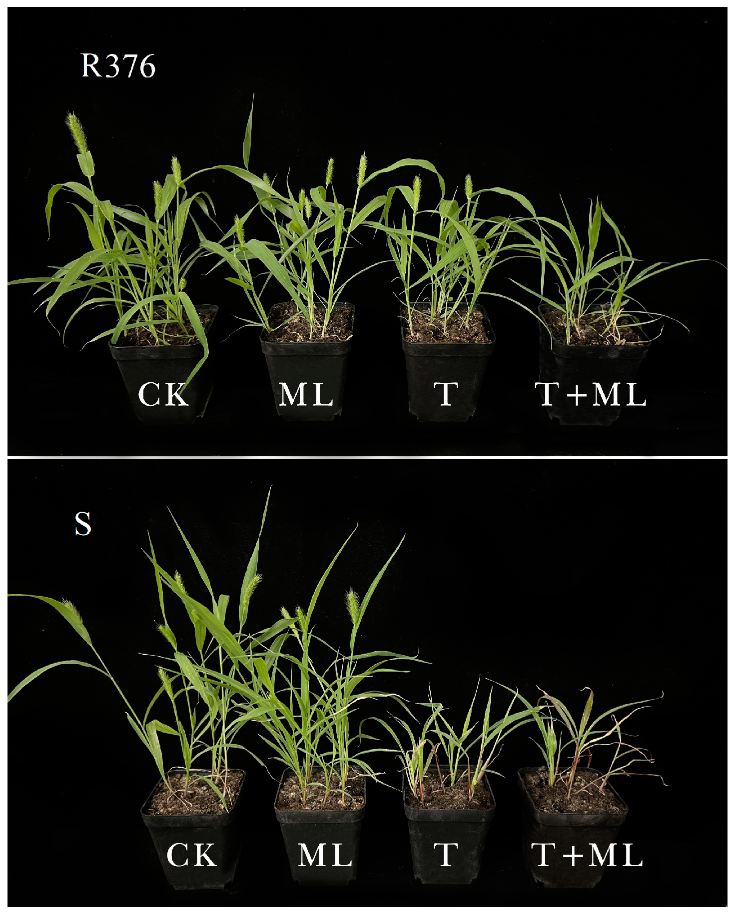 Ijms 24 07105 g002 Ijms 24 07105 g002