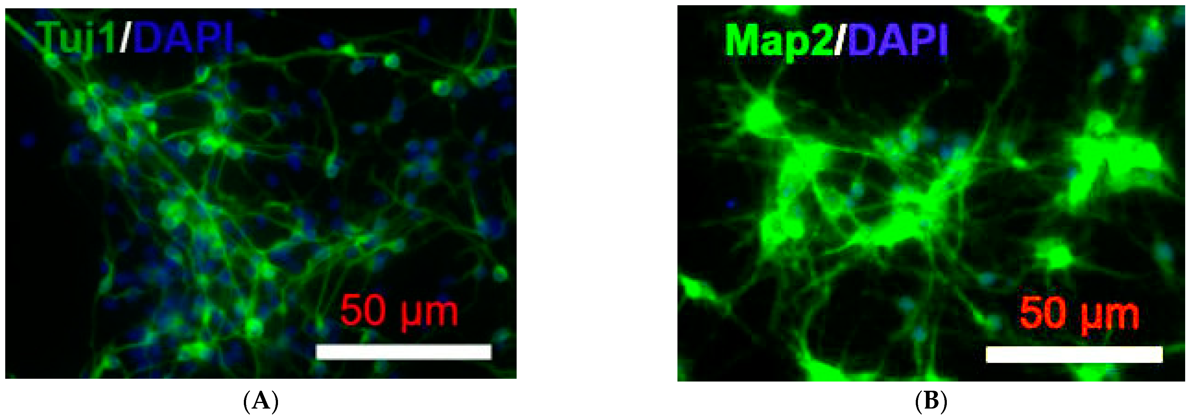 Ijms 24 07106 g006 Ijms 24 07106 g006