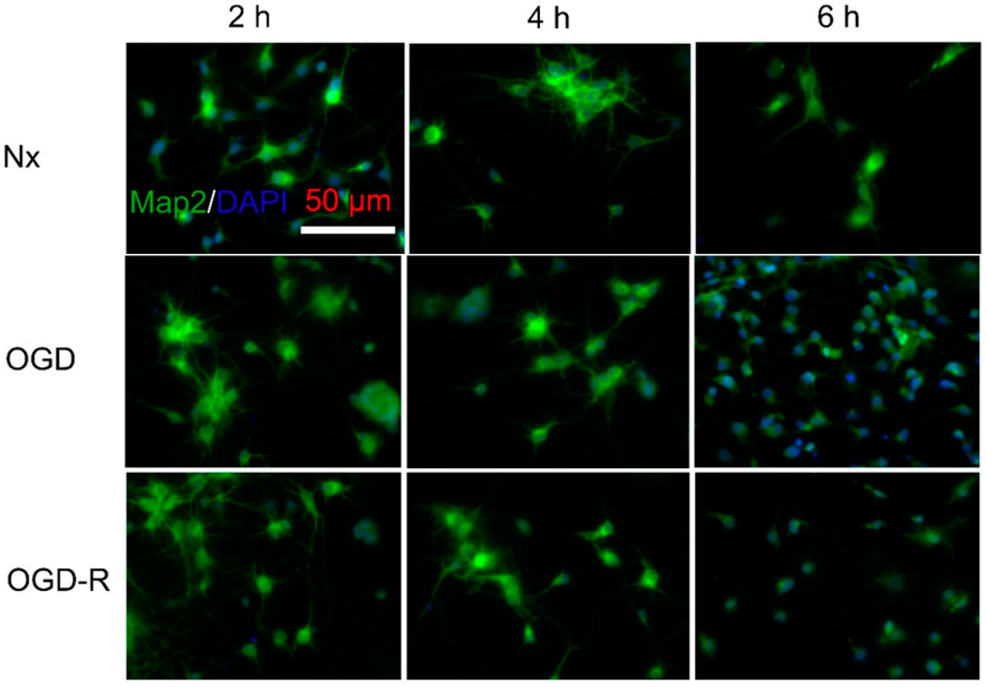 Ijms 24 07106 g007 Ijms 24 07106 g007