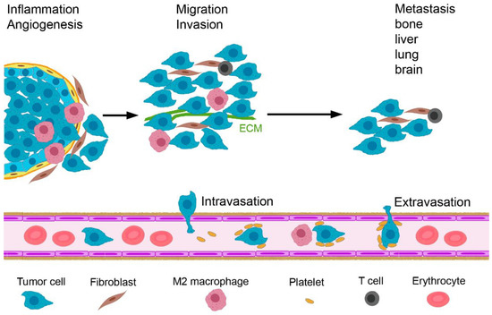The Variety of 3D Breast Cancer Models for the Study of Tumor ...