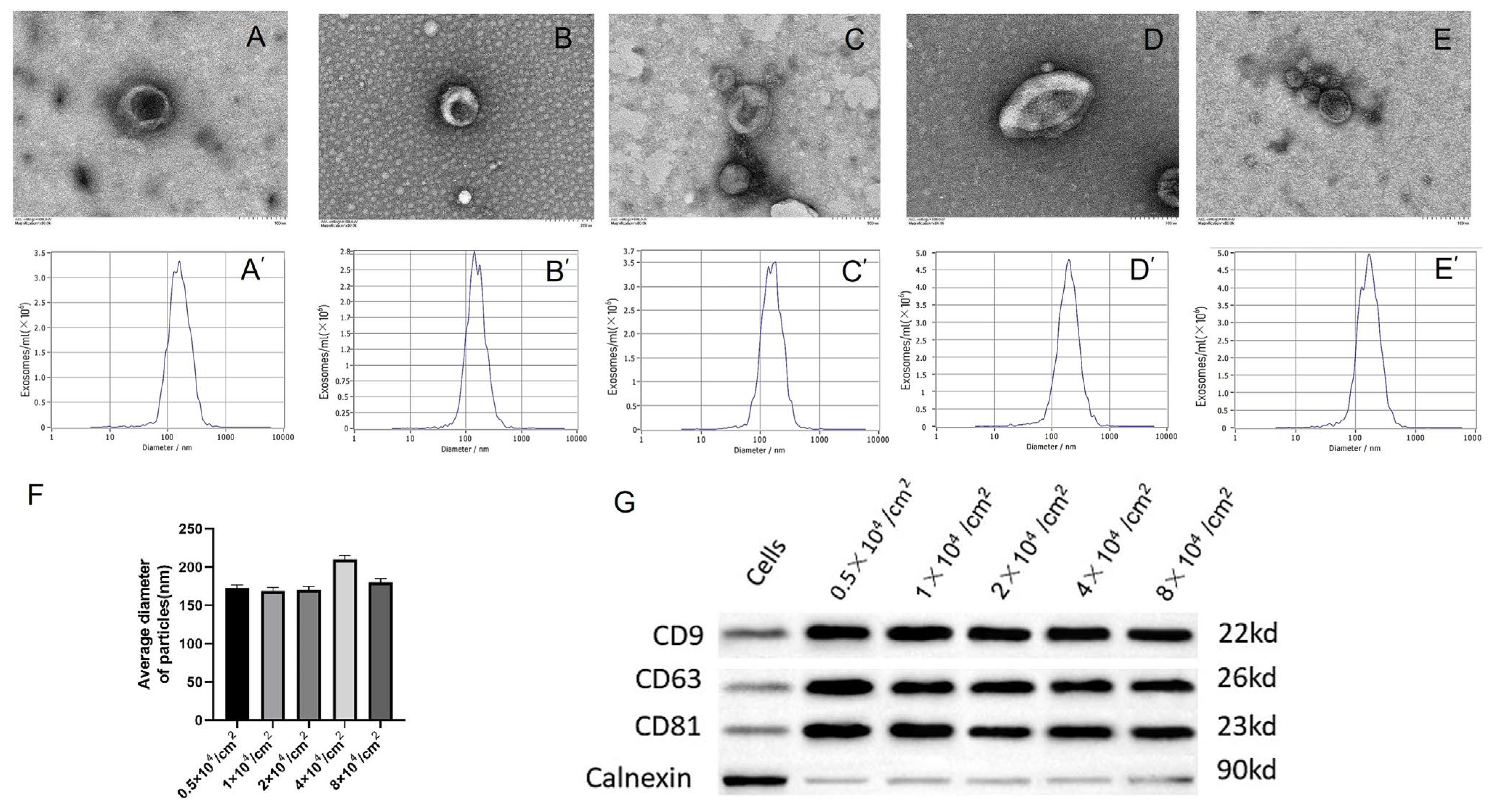Ijms 24 07133 g003 Ijms 24 07133 g003