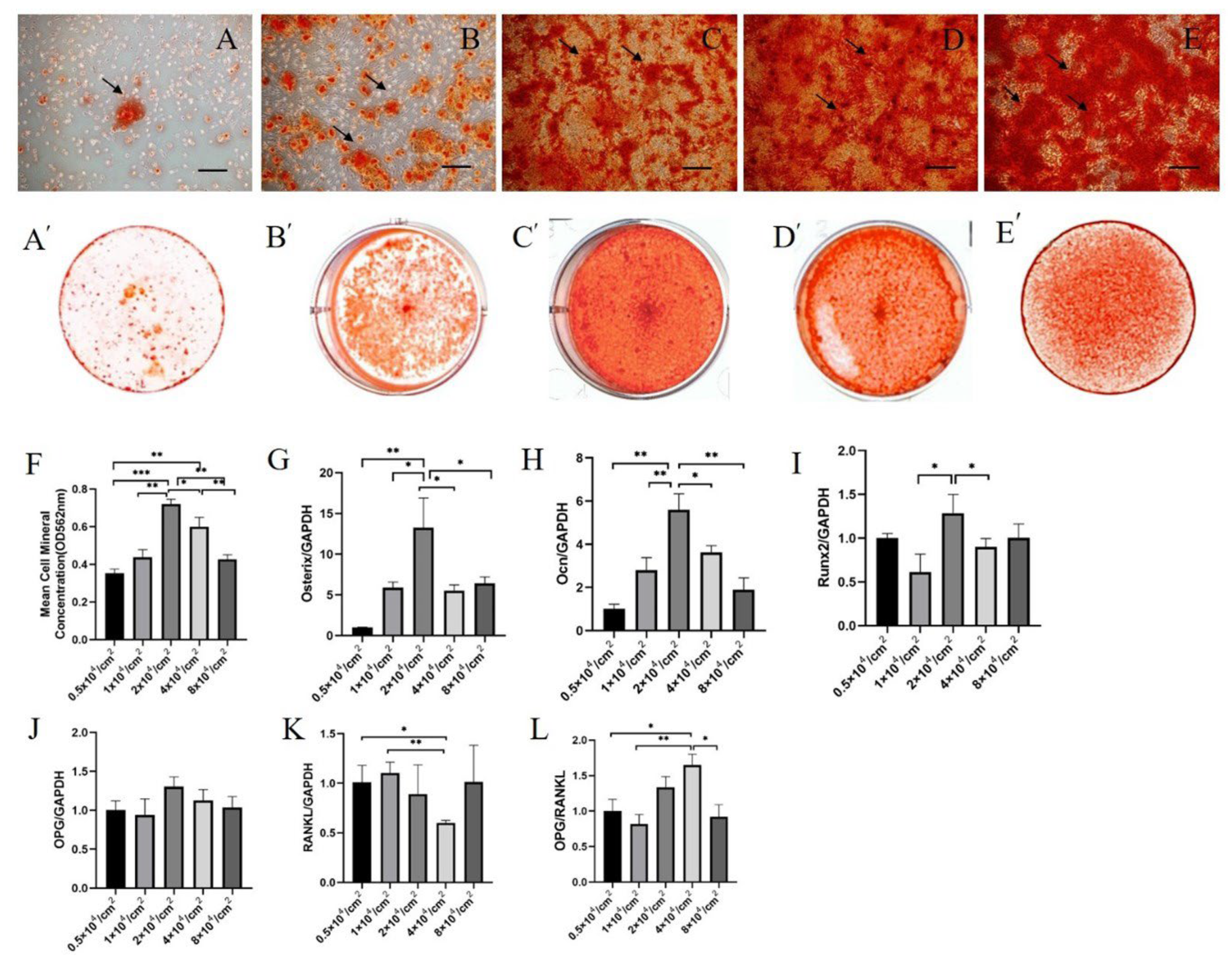 Ijms 24 07133 g005 Ijms 24 07133 g005