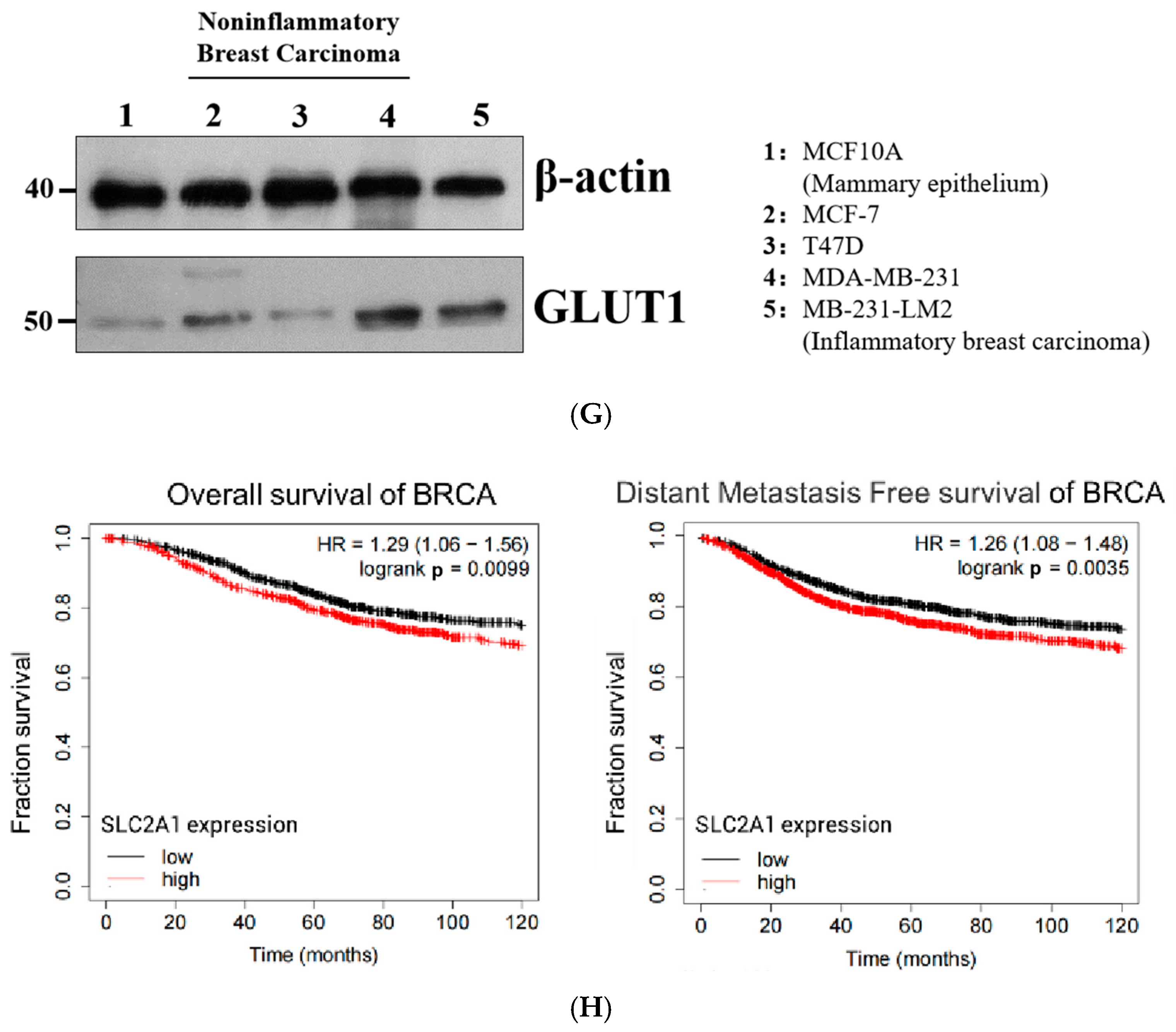 Ijms 24 07136 g001b Ijms 24 07136 g001b