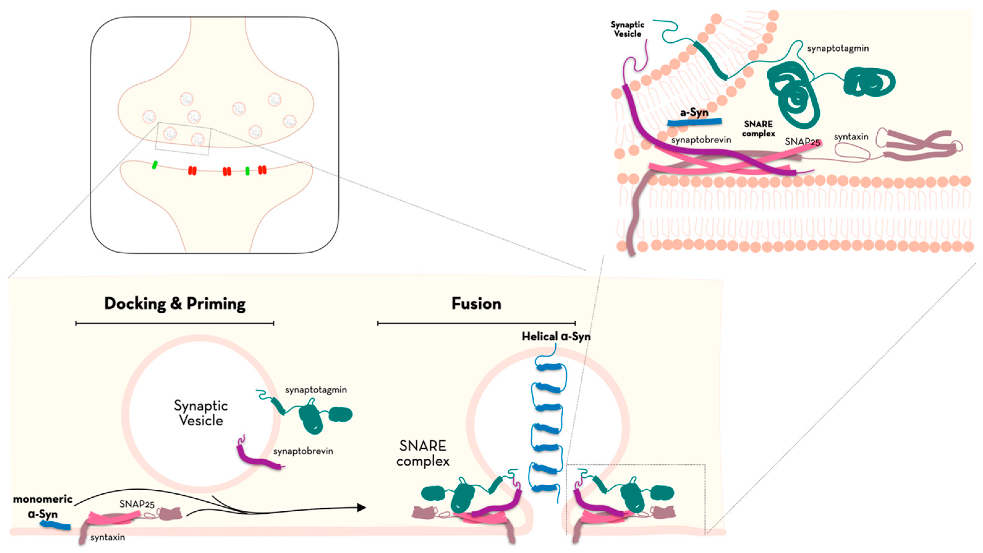 Ijms 24 07137 g001 Ijms 24 07137 g001