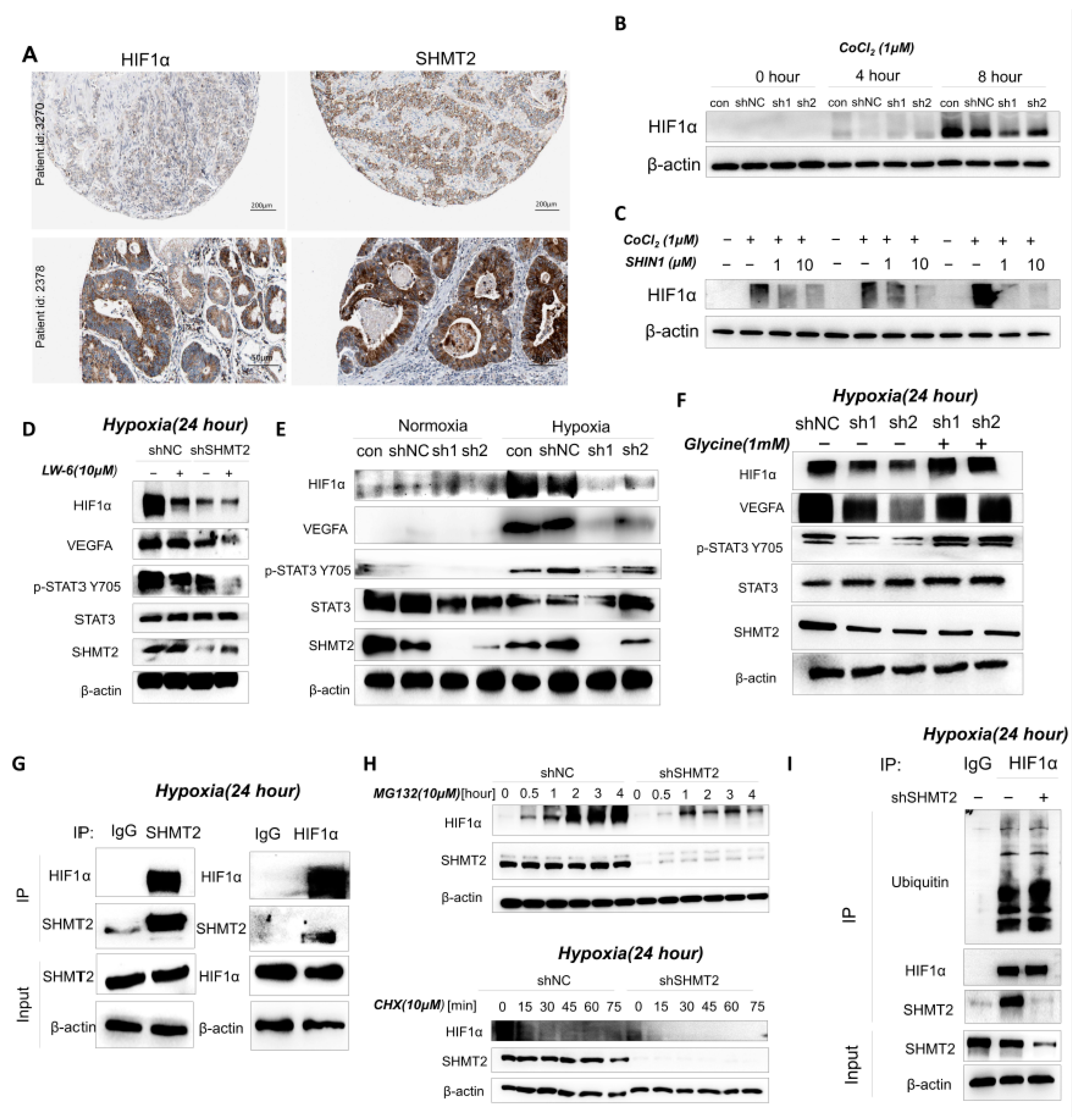 Ijms 24 07150 g006 Ijms 24 07150 g006
