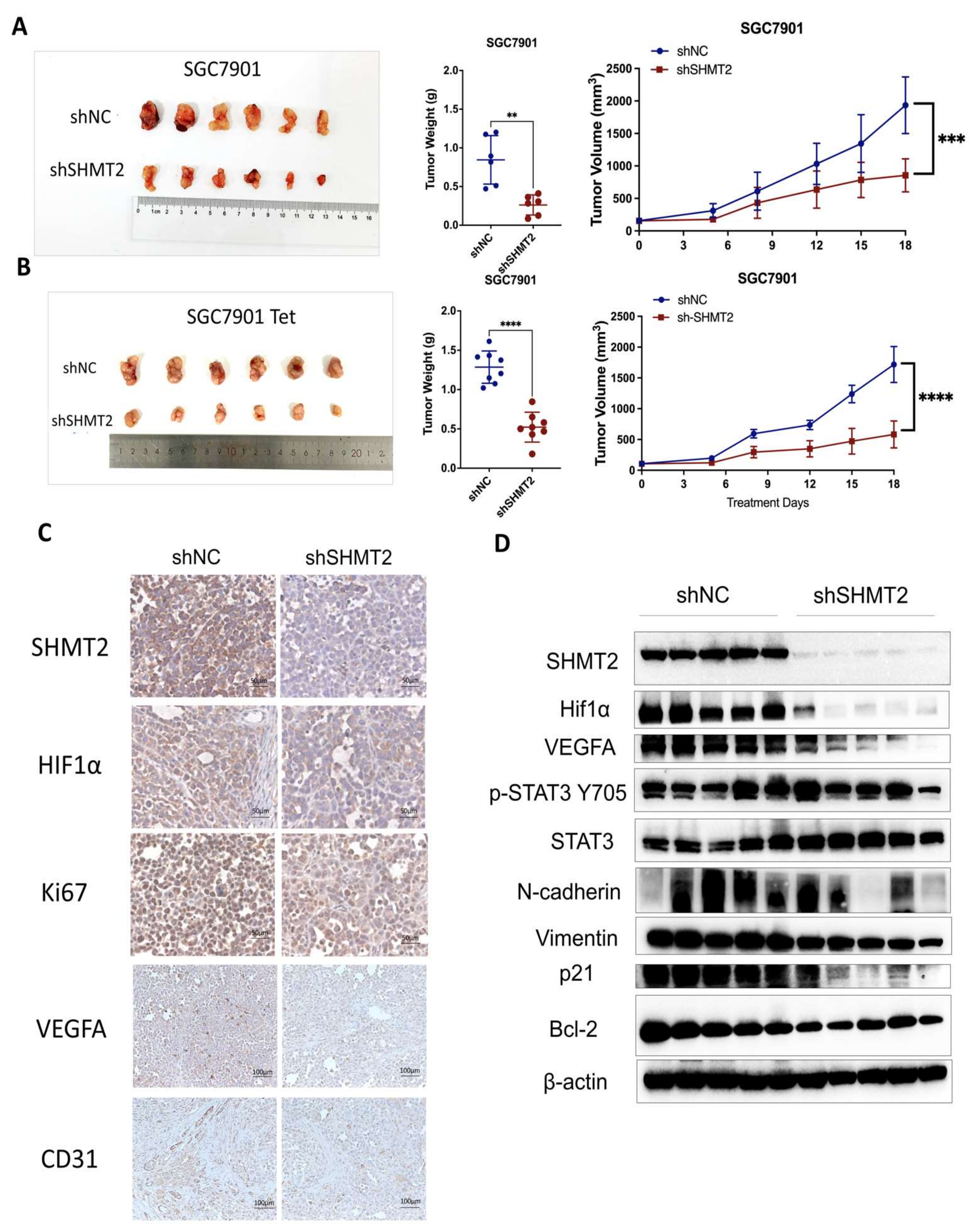 Ijms 24 07150 g007 Ijms 24 07150 g007