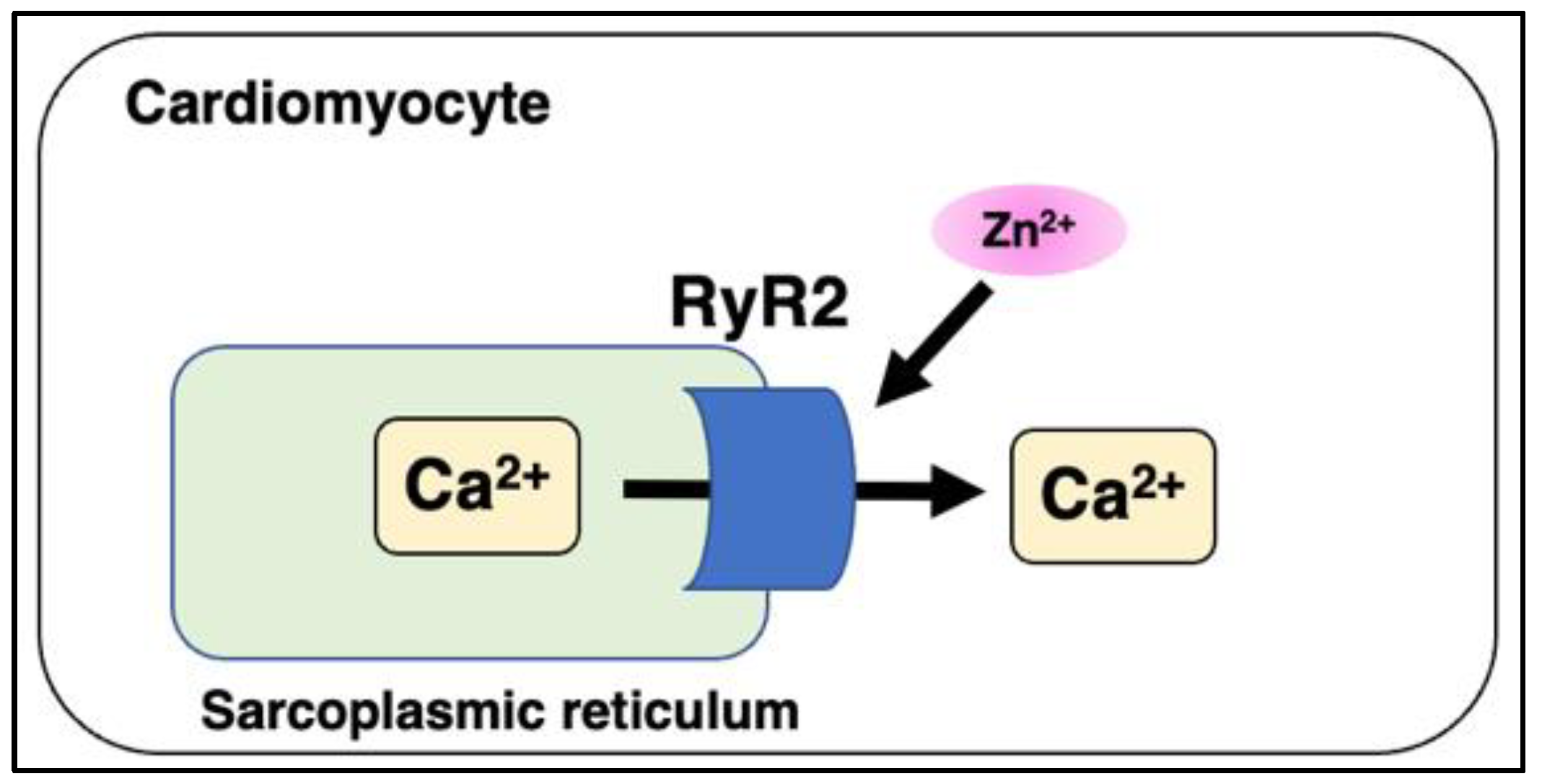 IJMS Free FullText Zinc in Cardiovascular Functions and Diseases Epidemiology and