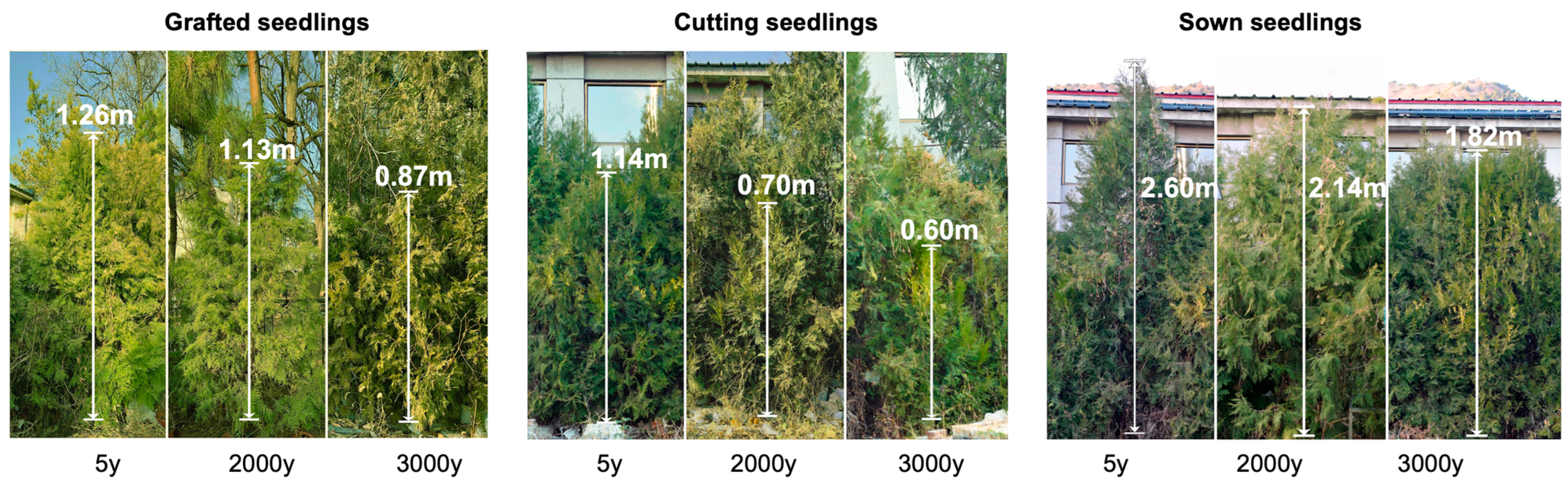 Ijms 24 07170 g001 Ijms 24 07170 g001