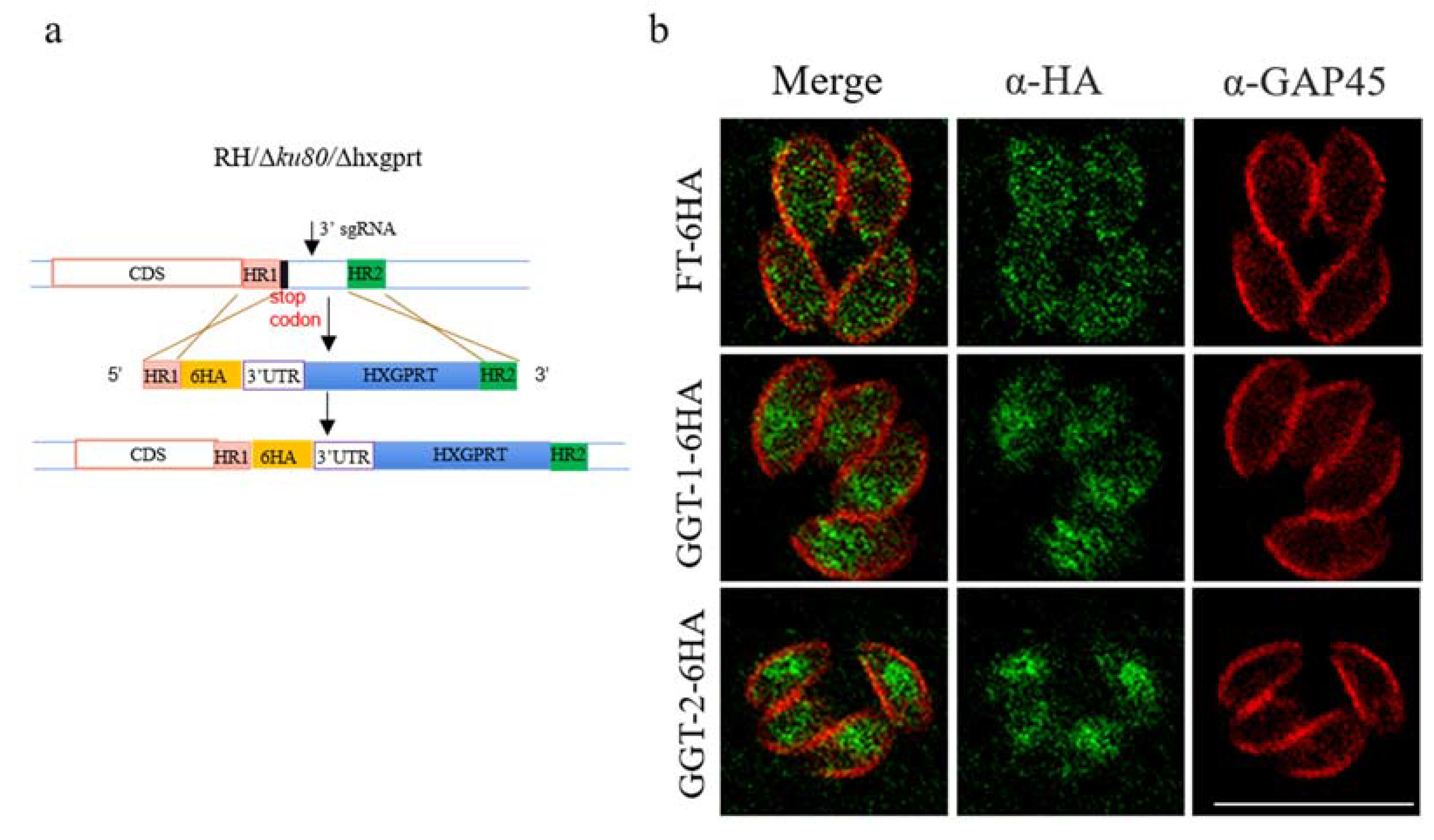 Ijms 24 07172 g002 550
