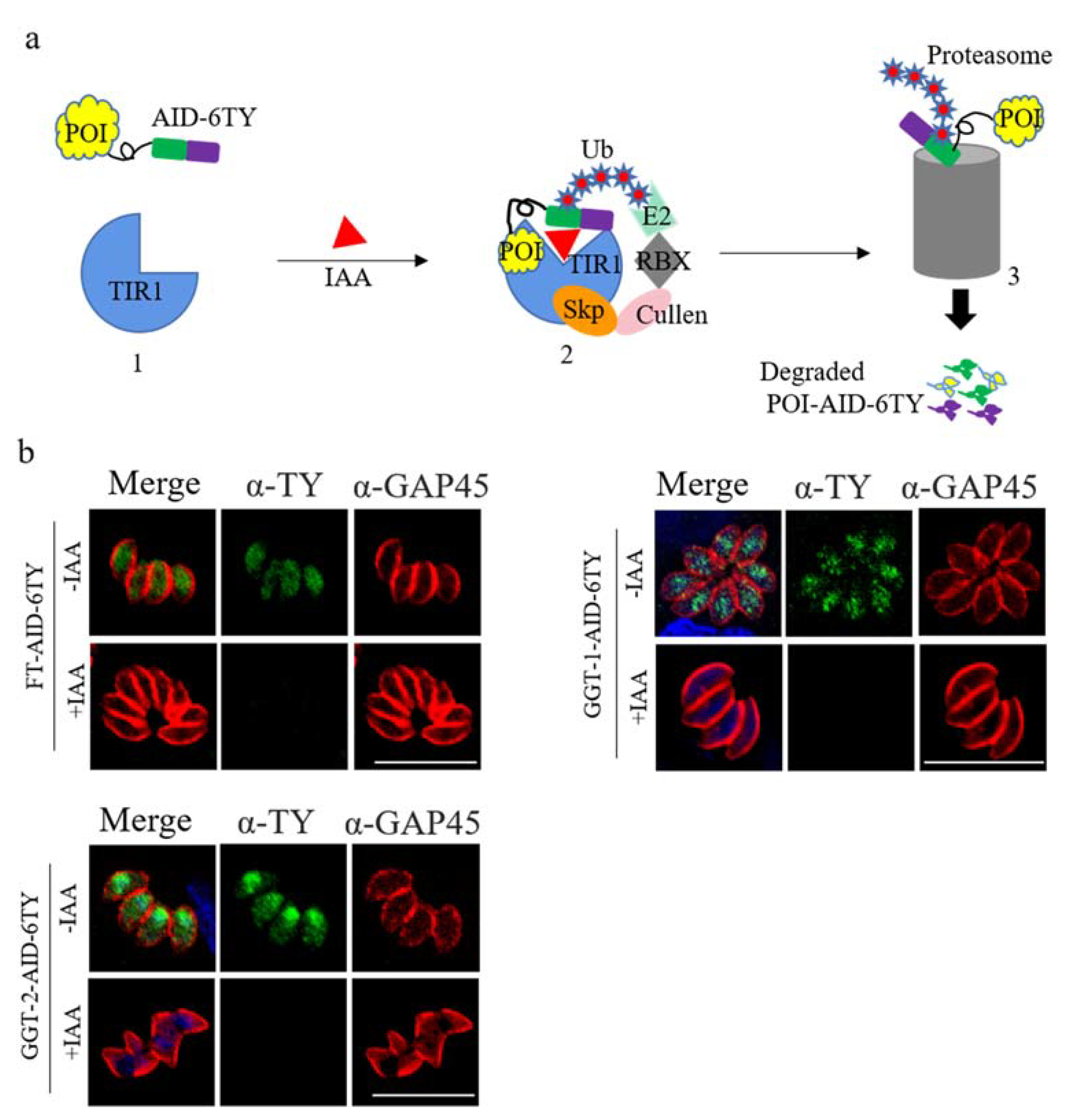 Ijms 24 07172 g003 550
