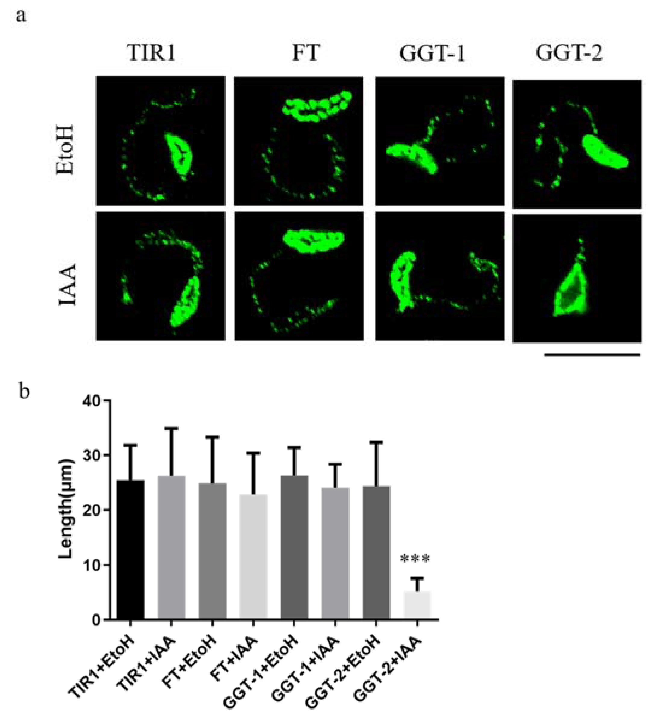 Ijms 24 07172 g005 550