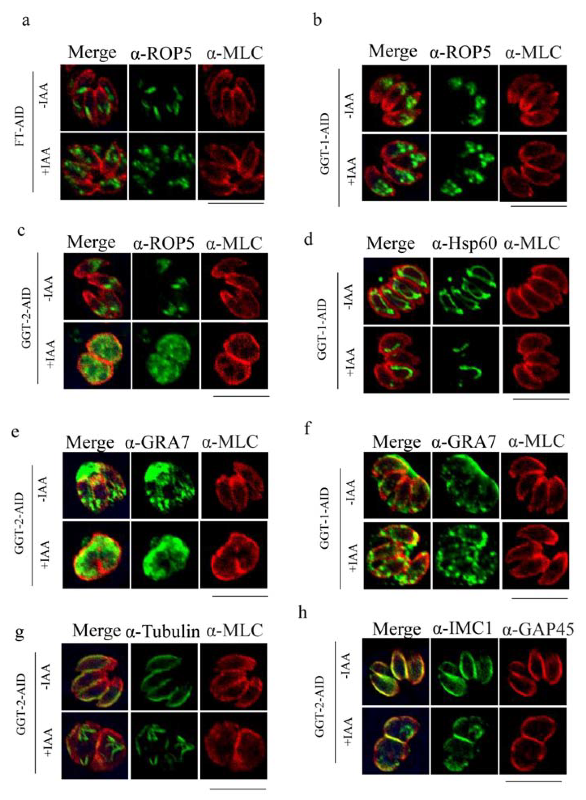 Ijms 24 07172 g006 550