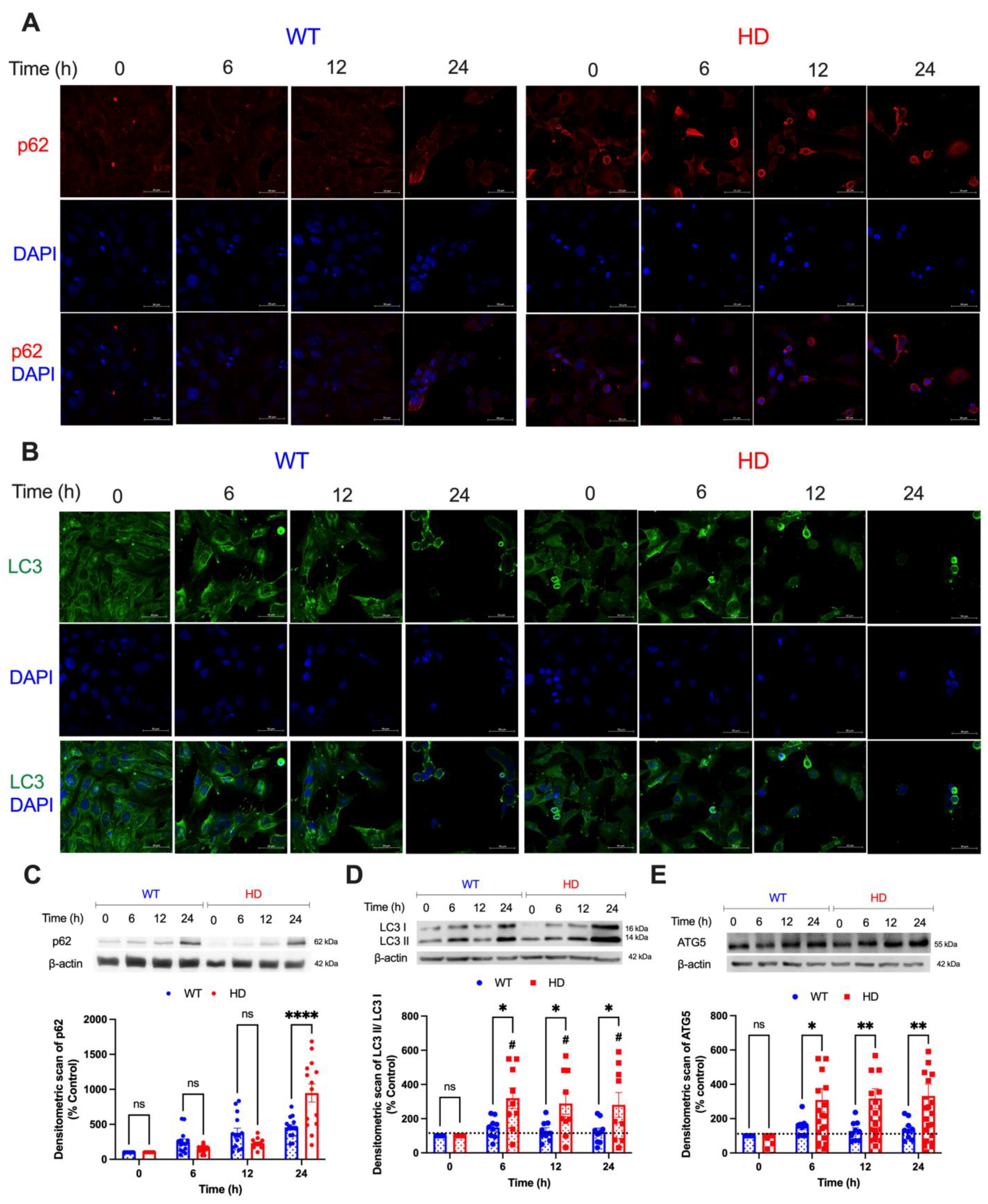 Ijms 24 07178 g005 Ijms 24 07178 g005
