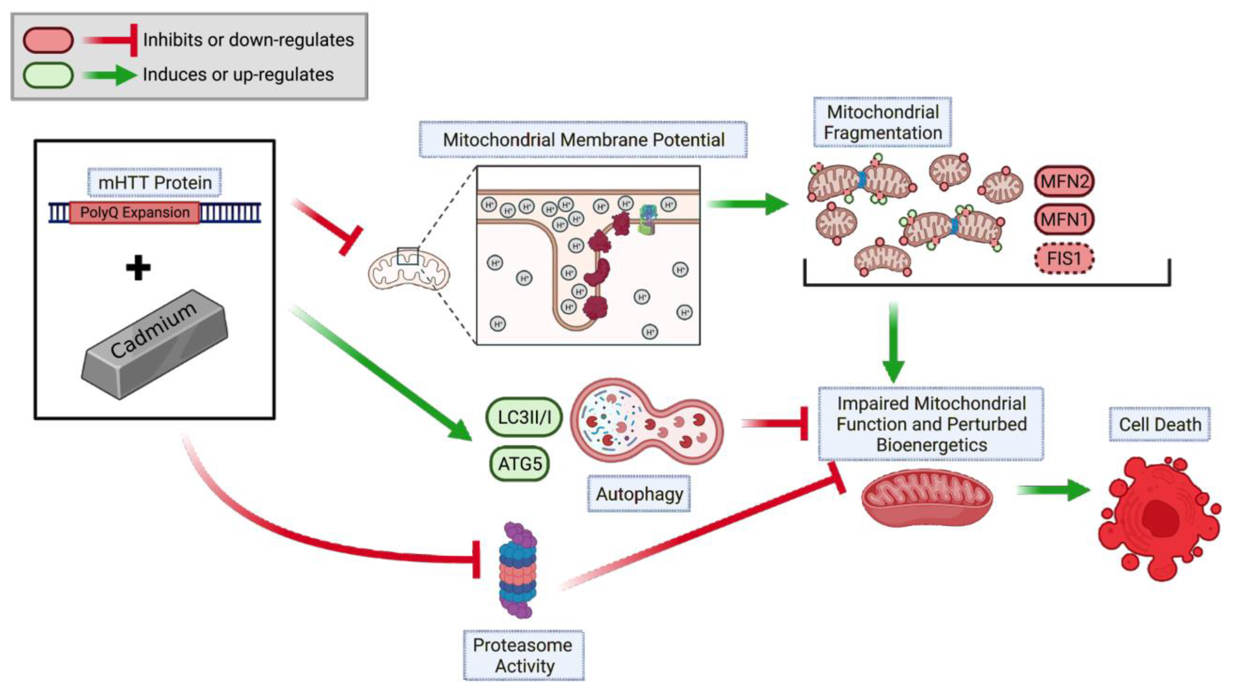 Ijms 24 07178 g007 Ijms 24 07178 g007