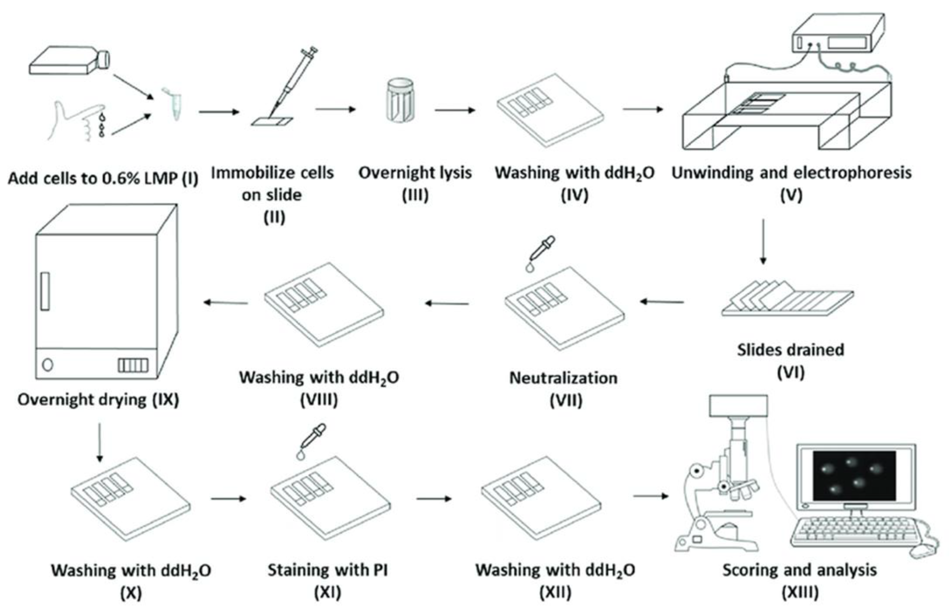 IJMS Free FullText Development of a Novel, Automated High