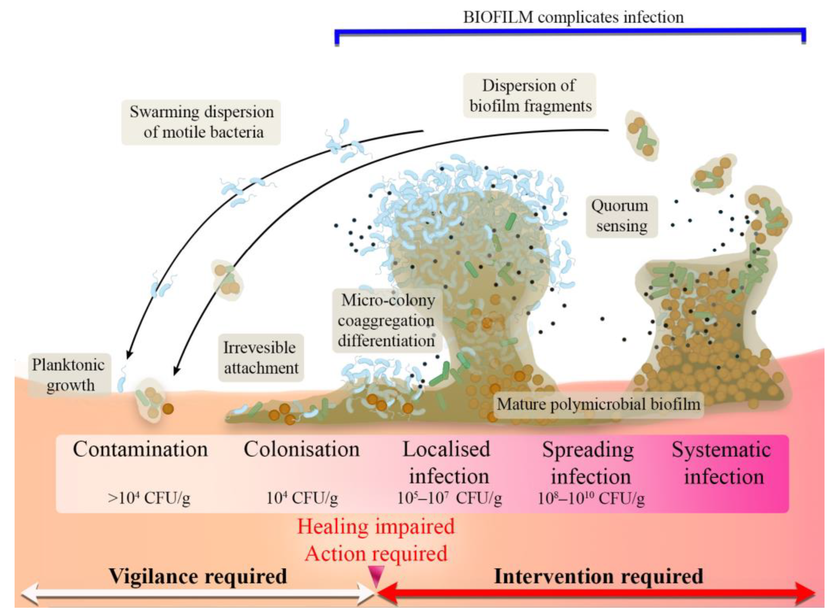 Ijms 24 07193 g001 Ijms 24 07193 g001