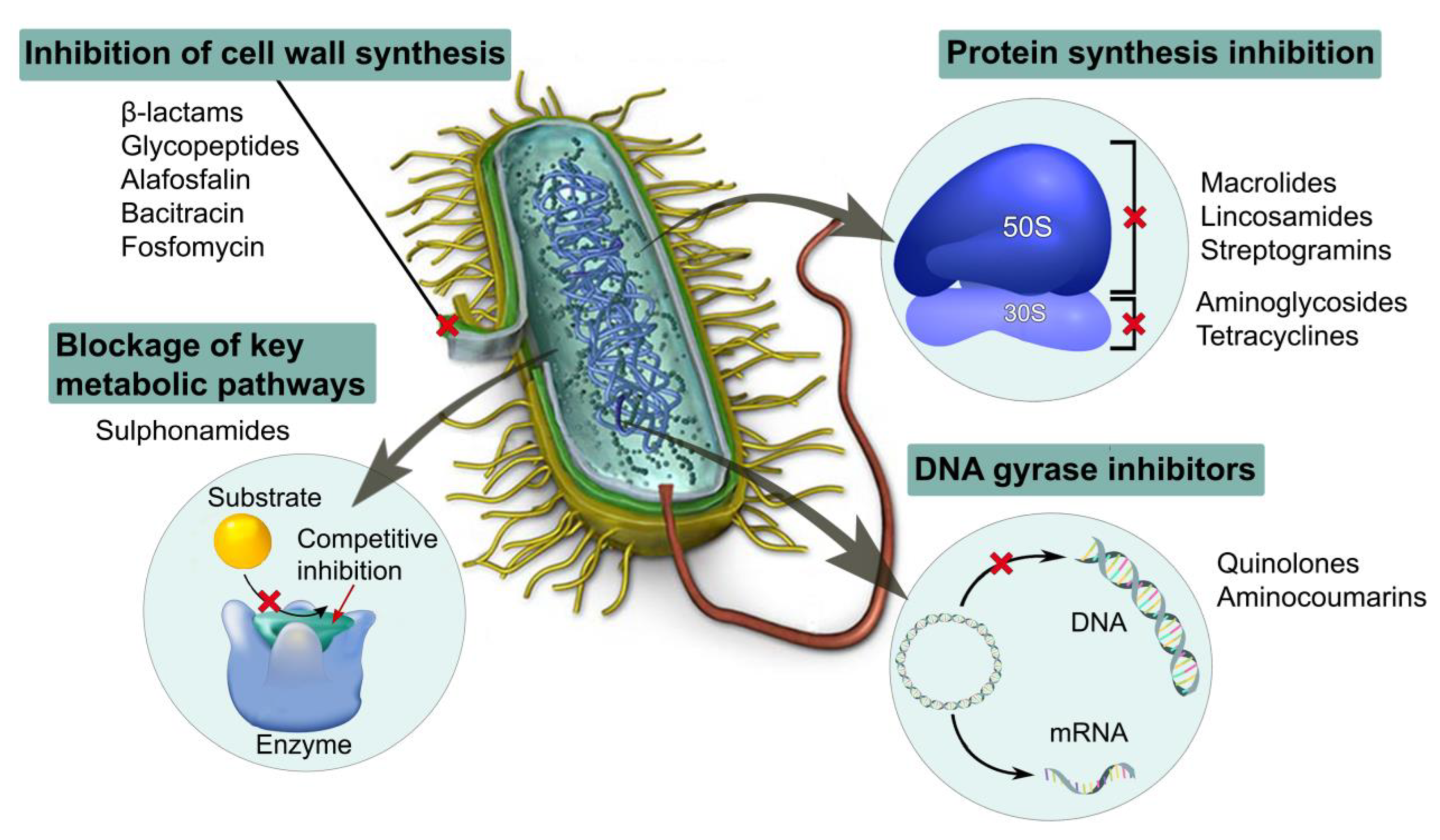 Ijms 24 07193 g002 Ijms 24 07193 g002