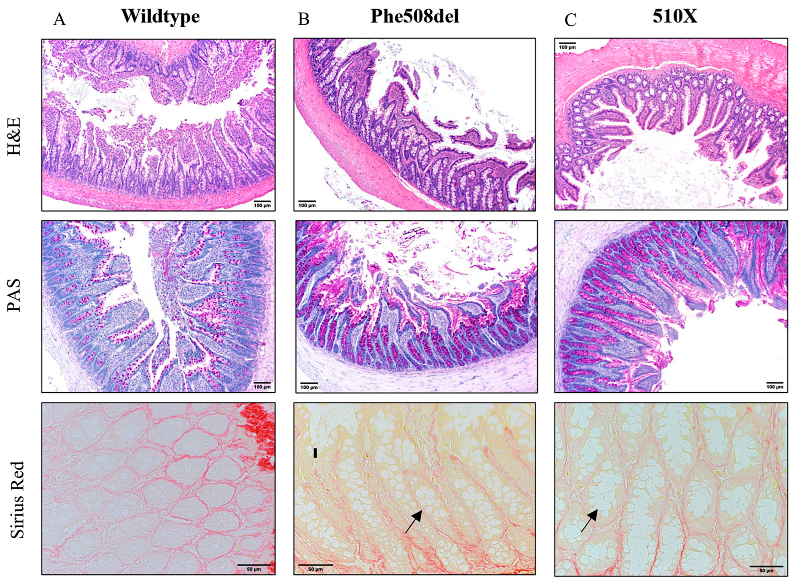 Ijms 24 07194 g003 Ijms 24 07194 g003