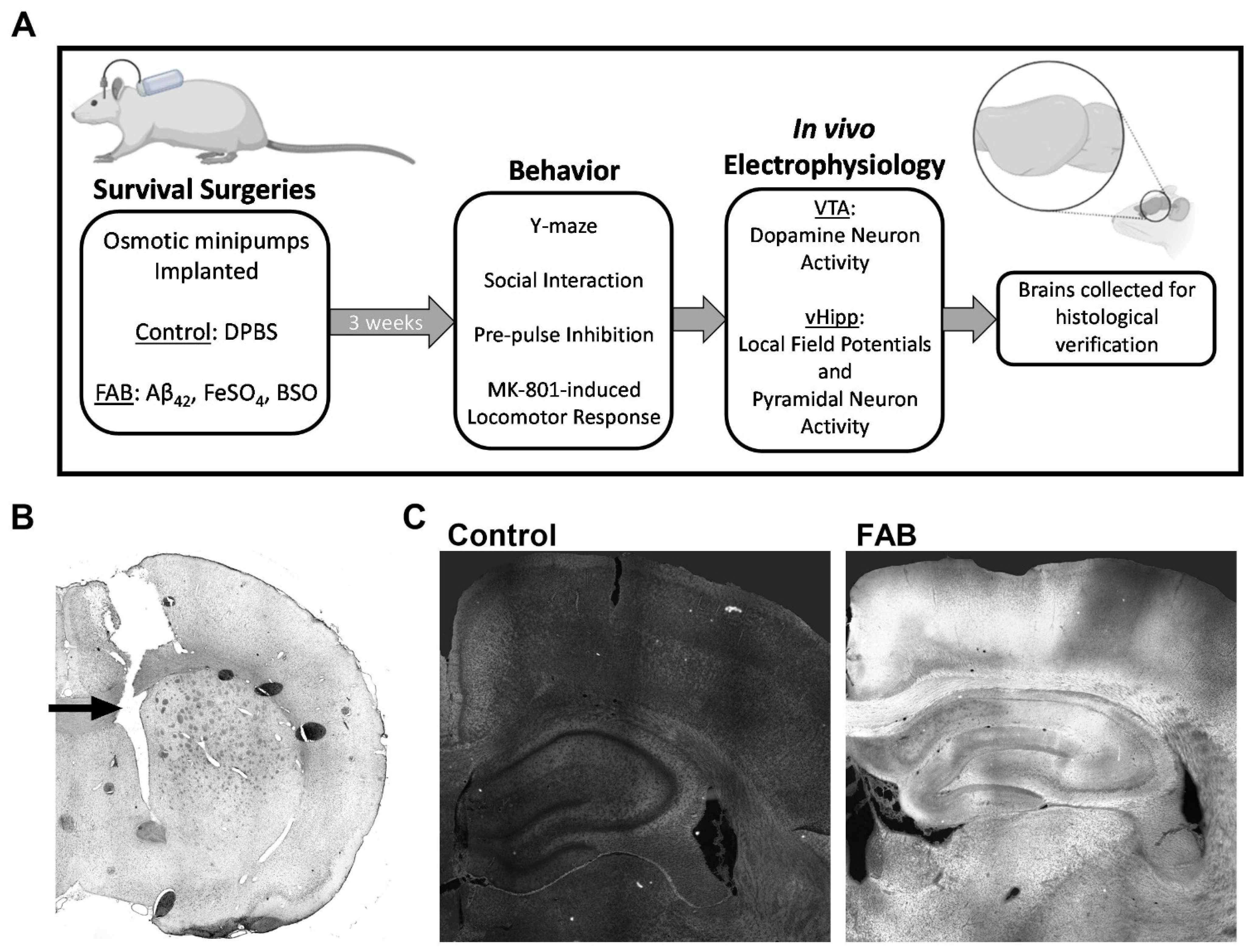 Ijms 24 07196 g006 Ijms 24 07196 g006