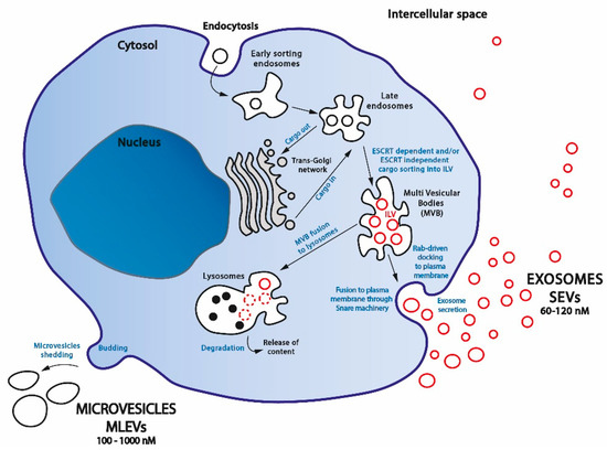 miR-130a and Tgfβ Content in Extracellular Vesicles Derived from