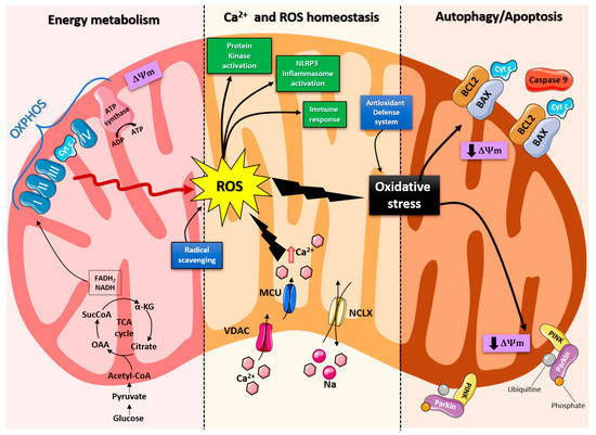 Mitochondrial Bioenergy in Neurodegenerative Disease