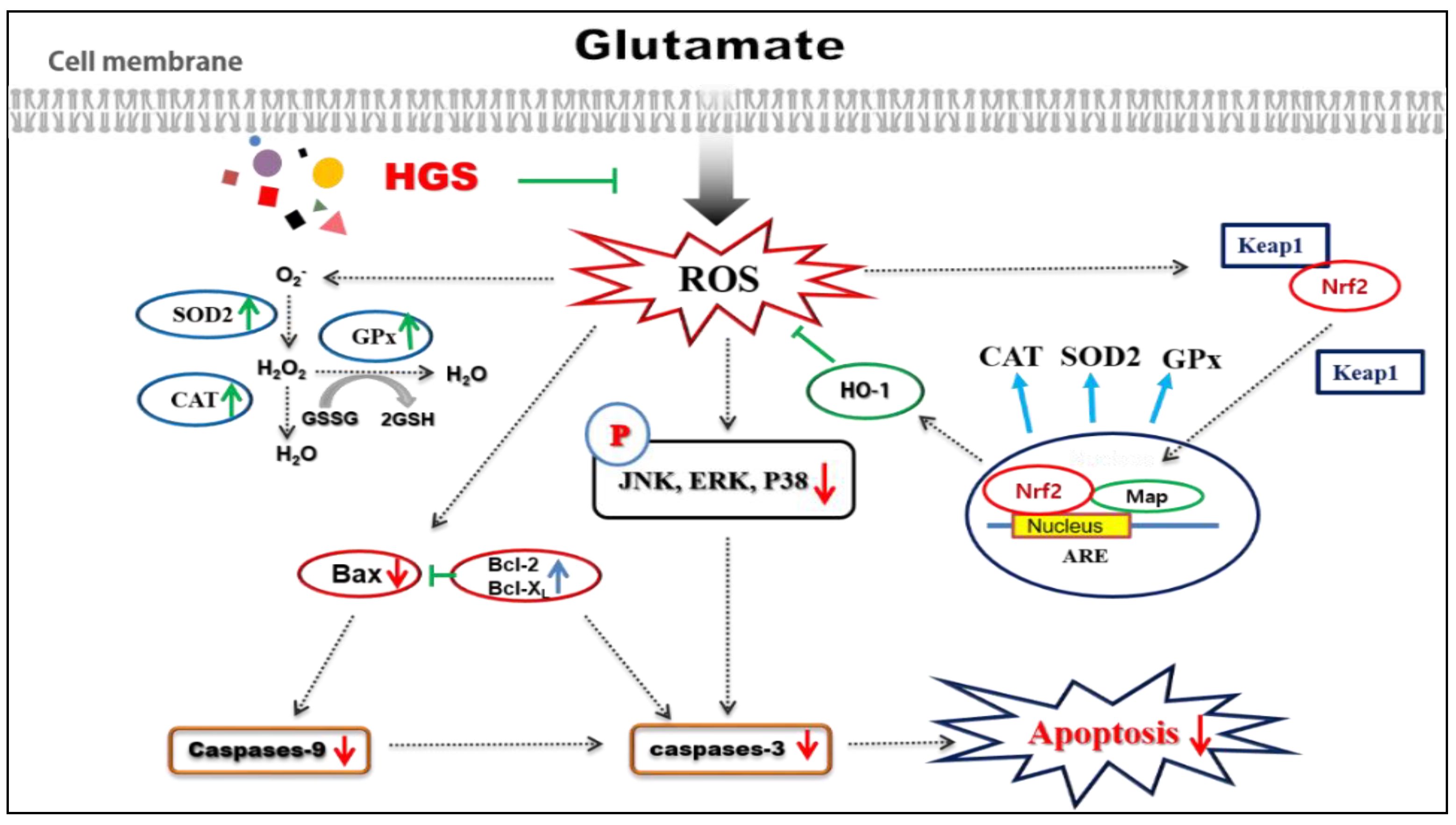 Ijms 24 07223 g007 Ijms 24 07223 g007