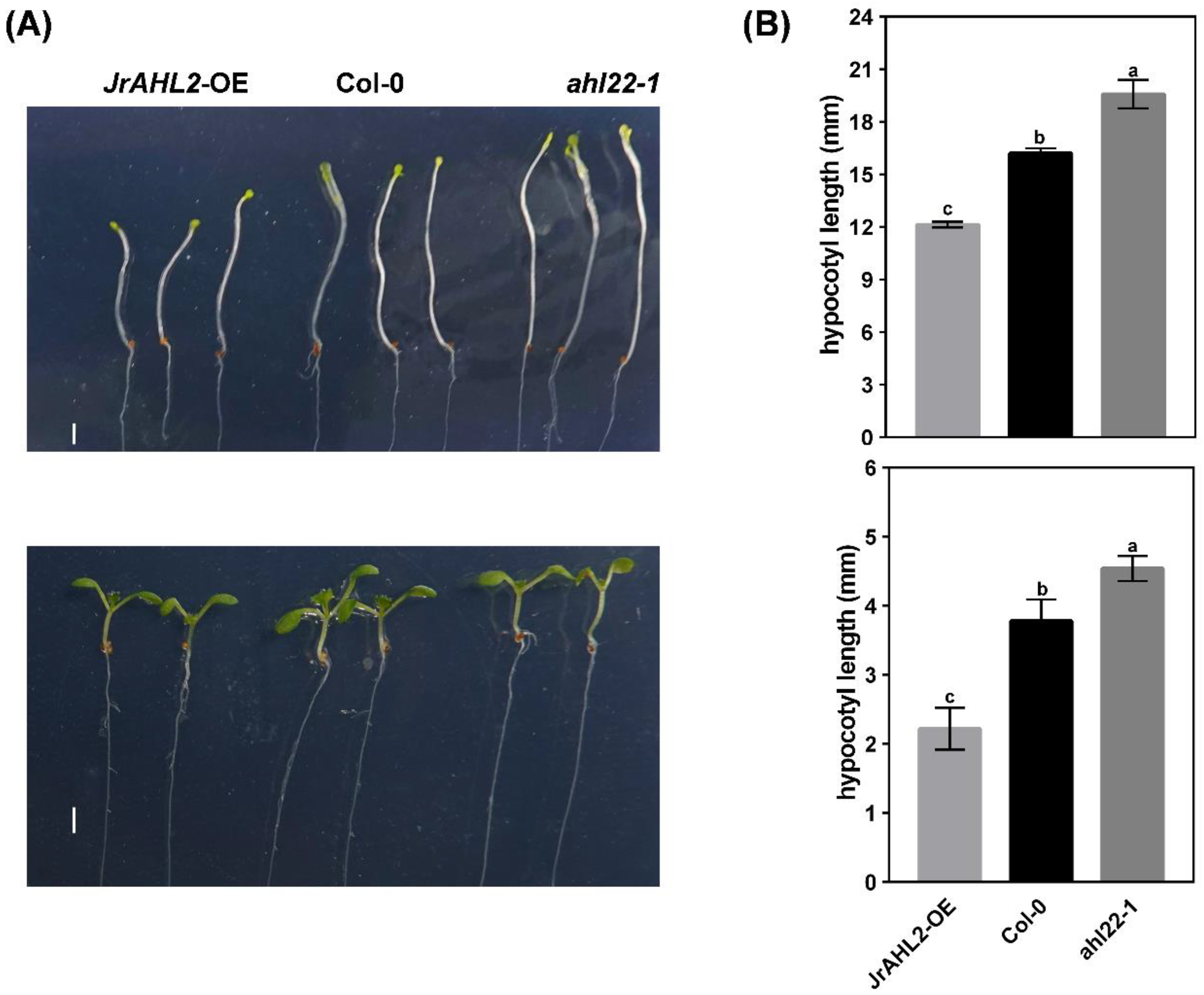 Ijms 24 07244 g012 Ijms 24 07244 g012