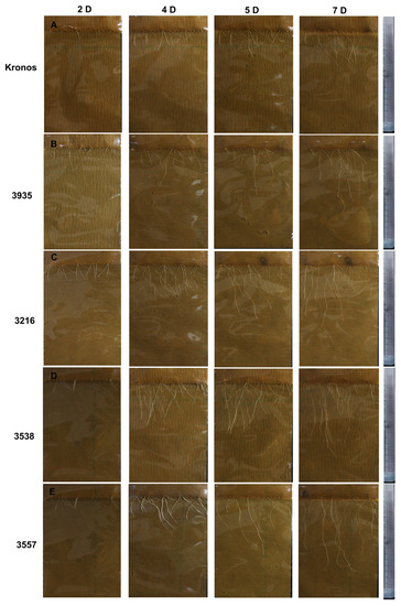 Transcriptome Analysis of Roots from Wheat (Triticum