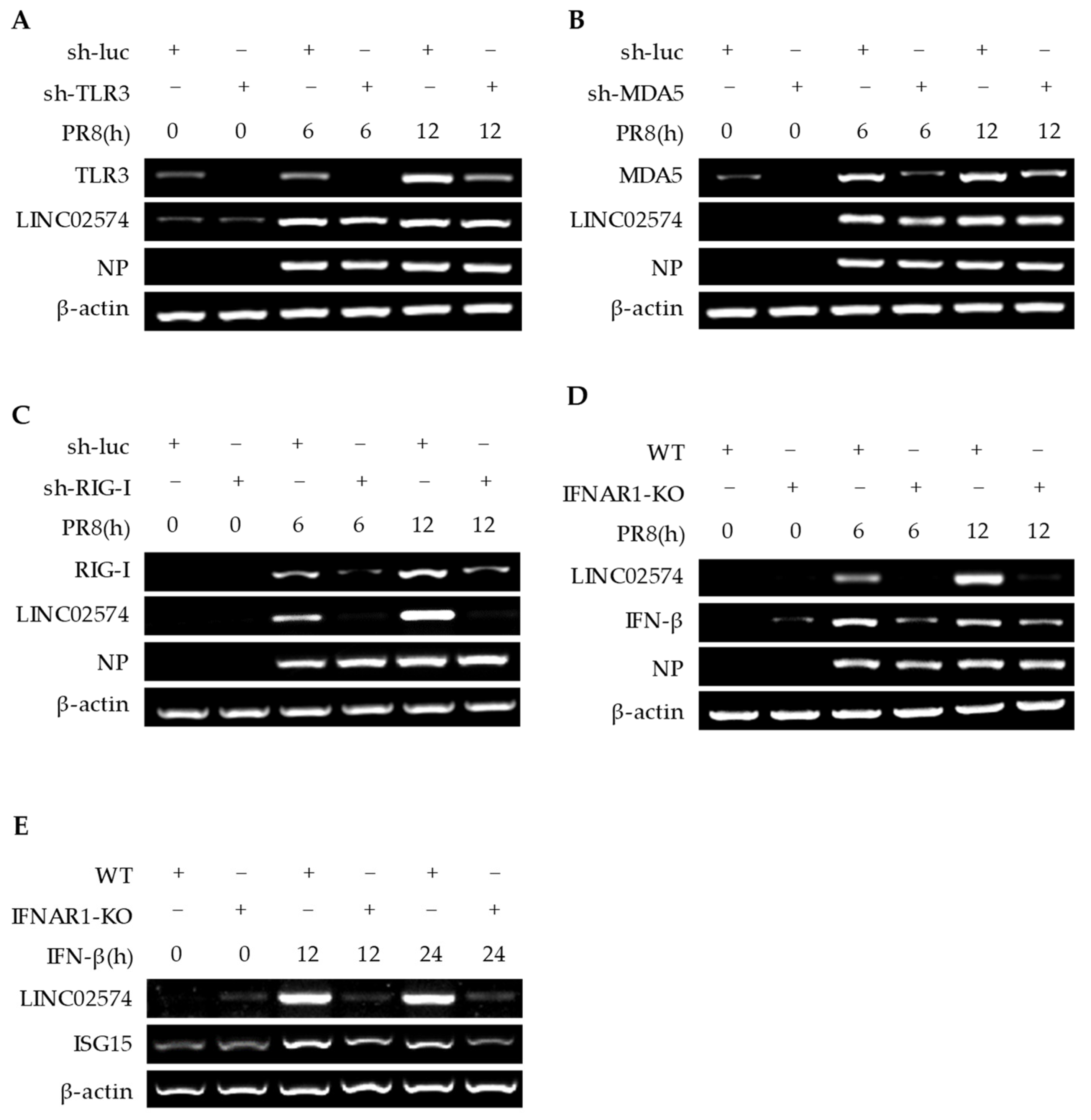 Ijms 24 07248 g004 Ijms 24 07248 g004