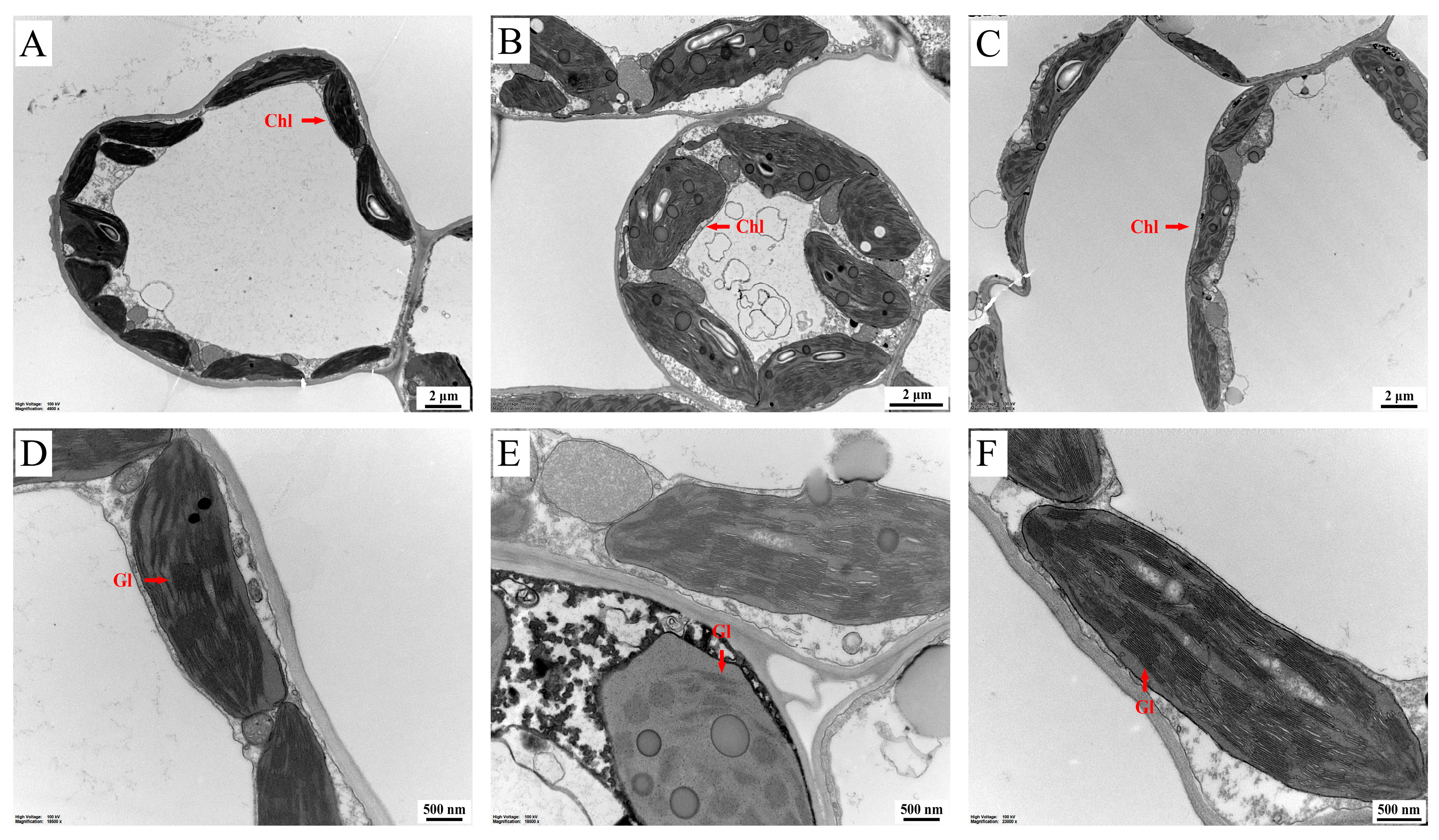 Ijms 24 07269 g009 Ijms 24 07269 g009