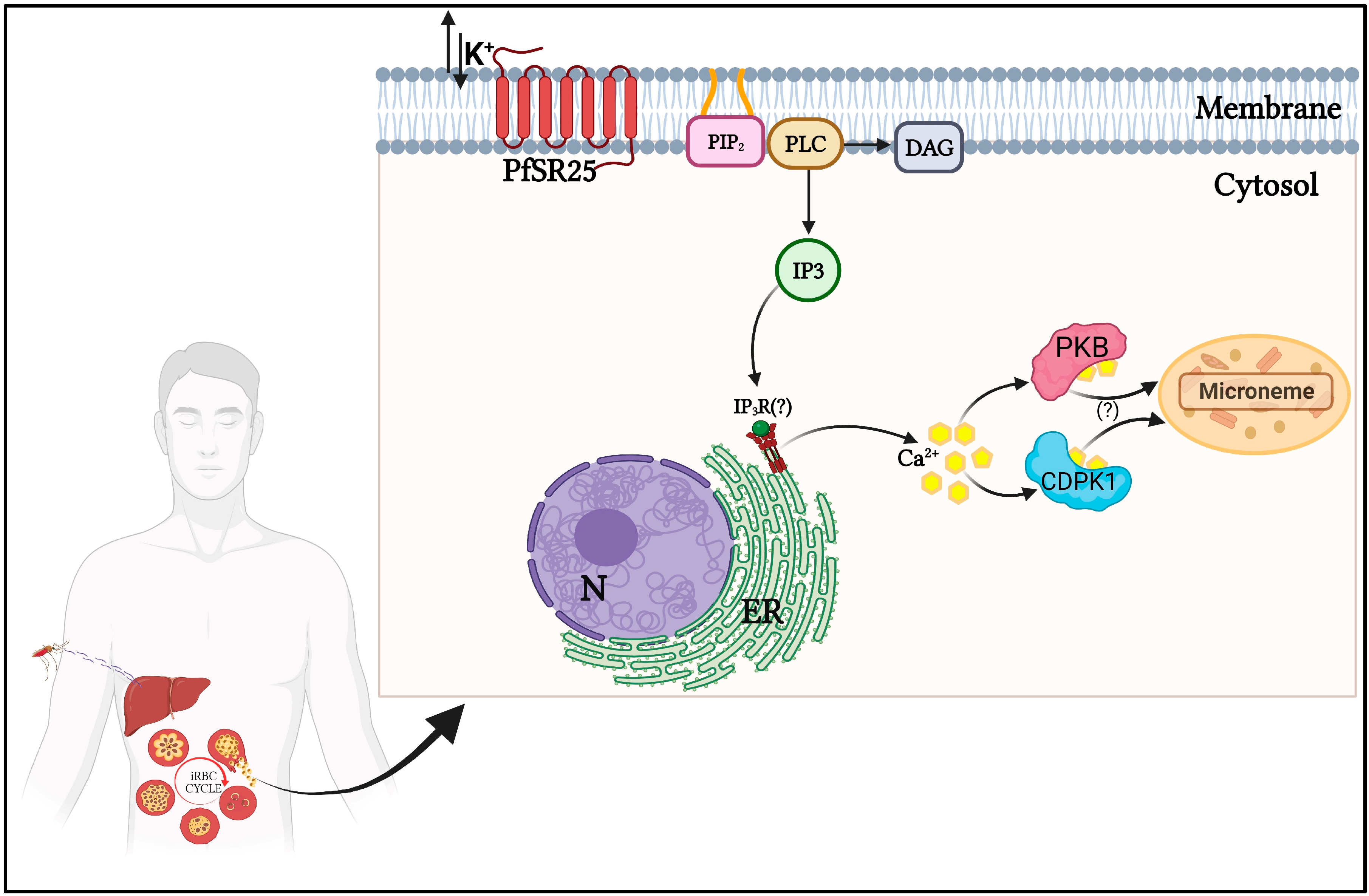 Ijms 24 07276 g001 Ijms 24 07276 g001