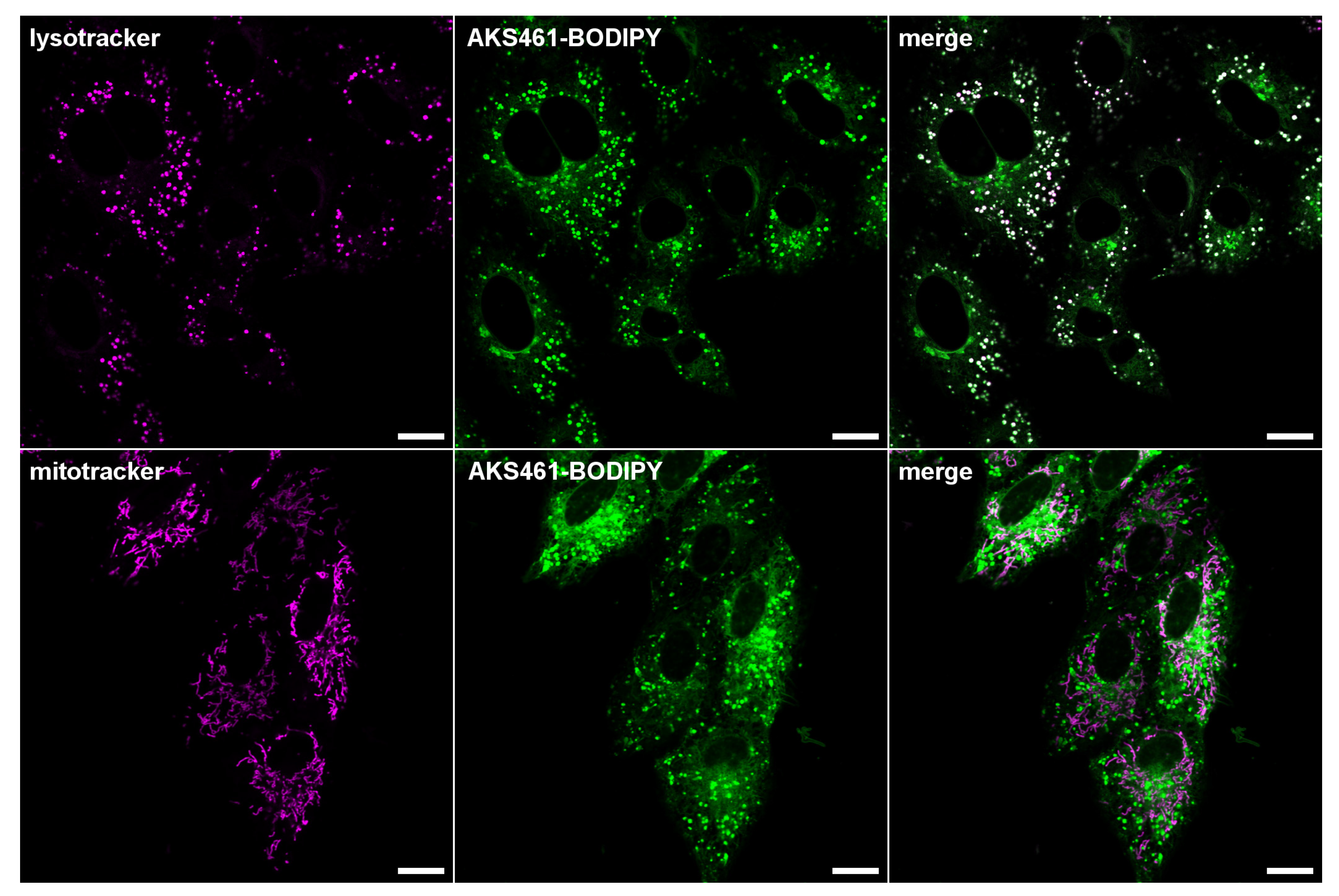 Ijms 24 07281 g002 Ijms 24 07281 g002